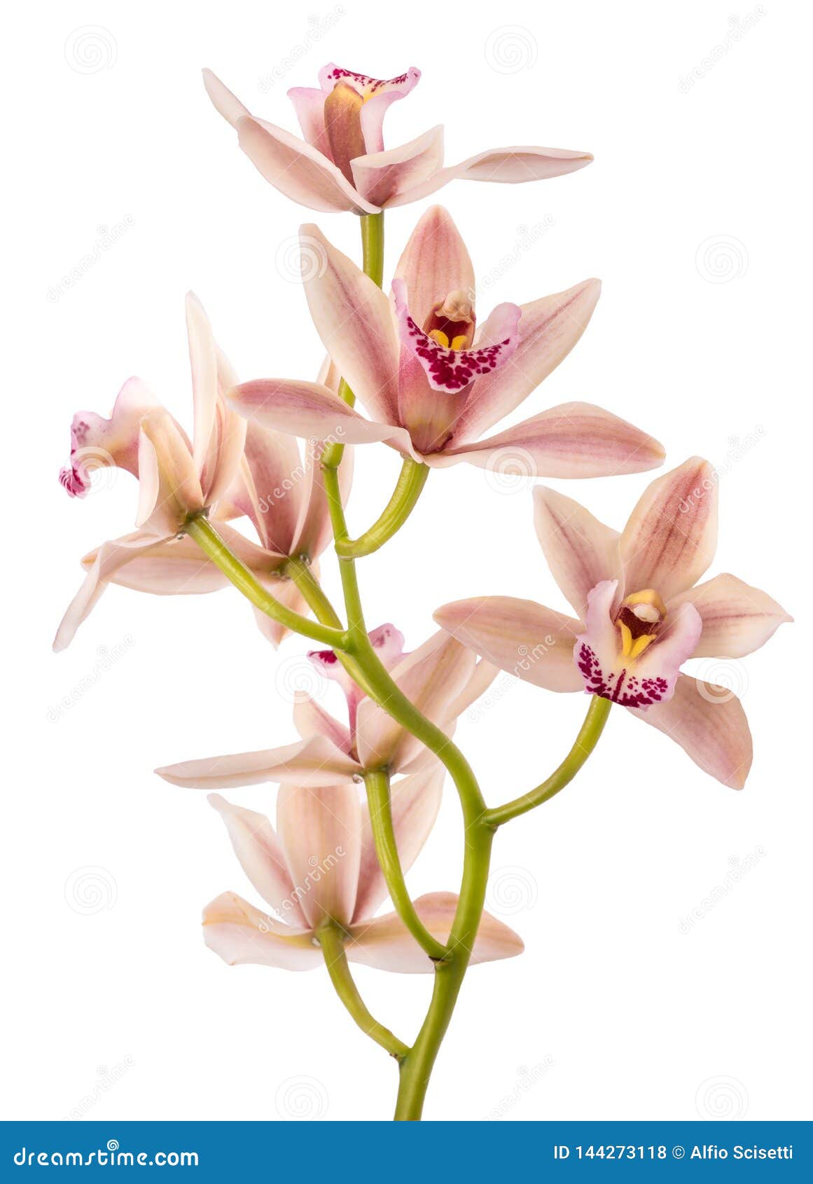 boat orchid
