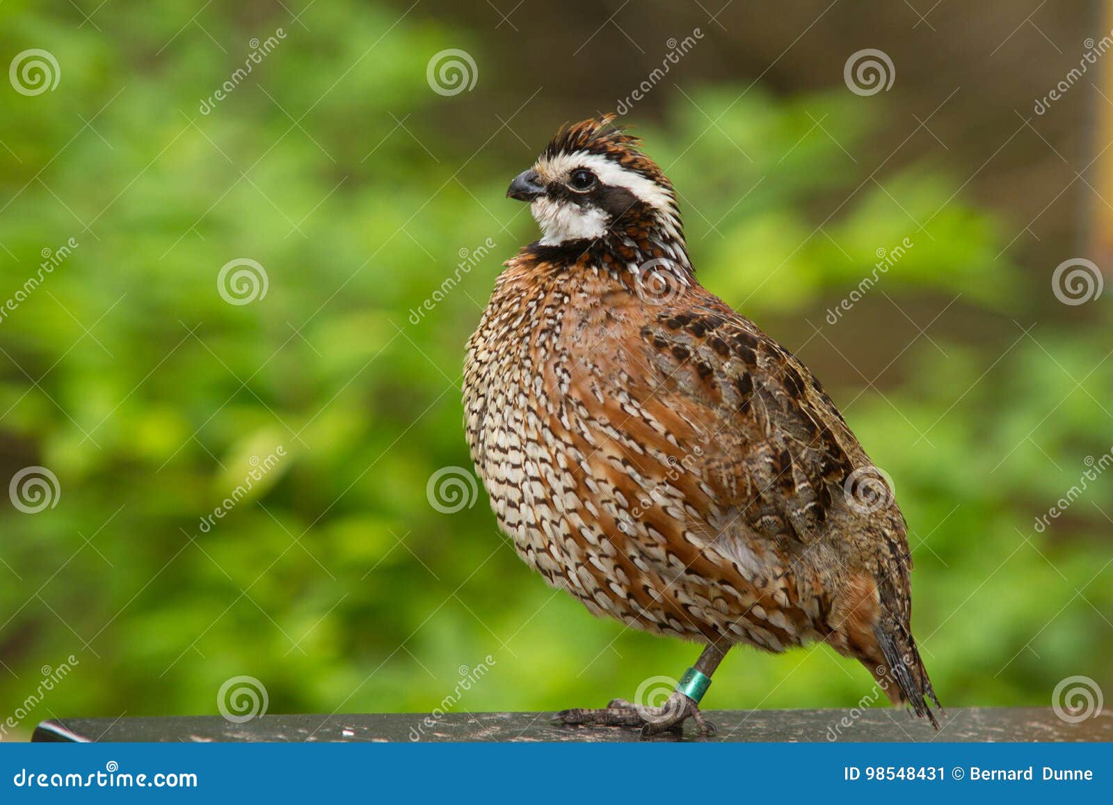 a bob white quail perched closeup side view