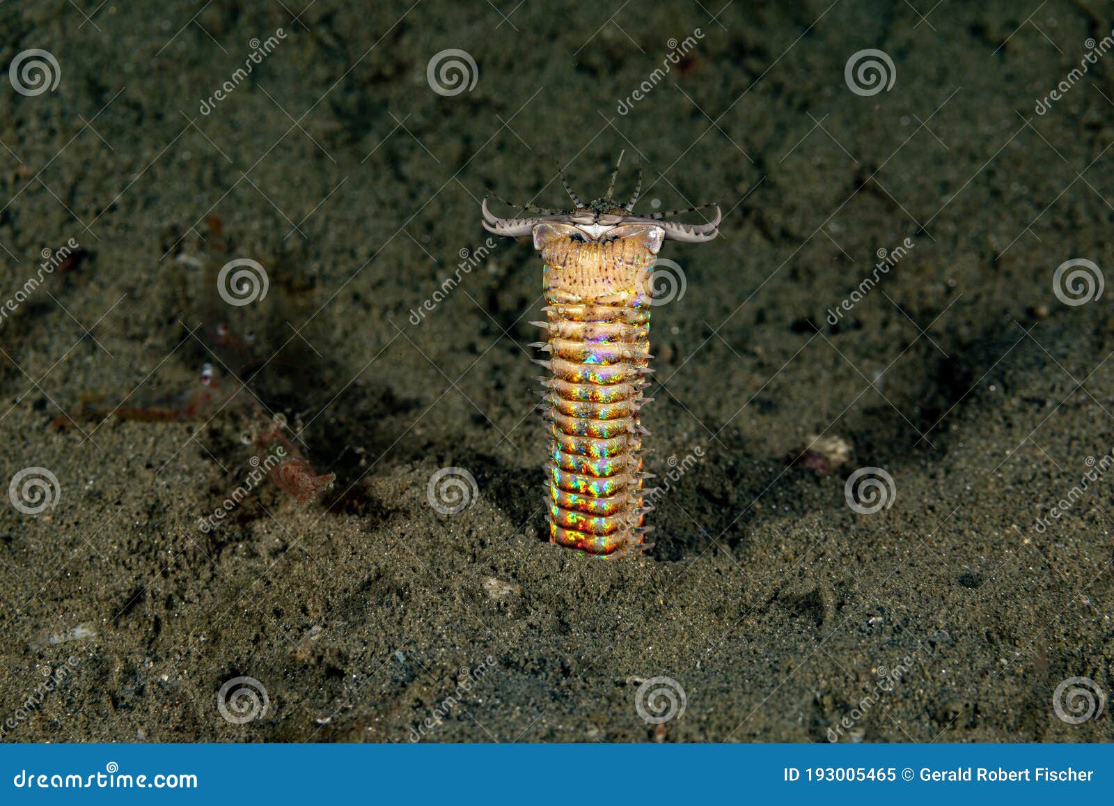 bobbitt worm or sand striker