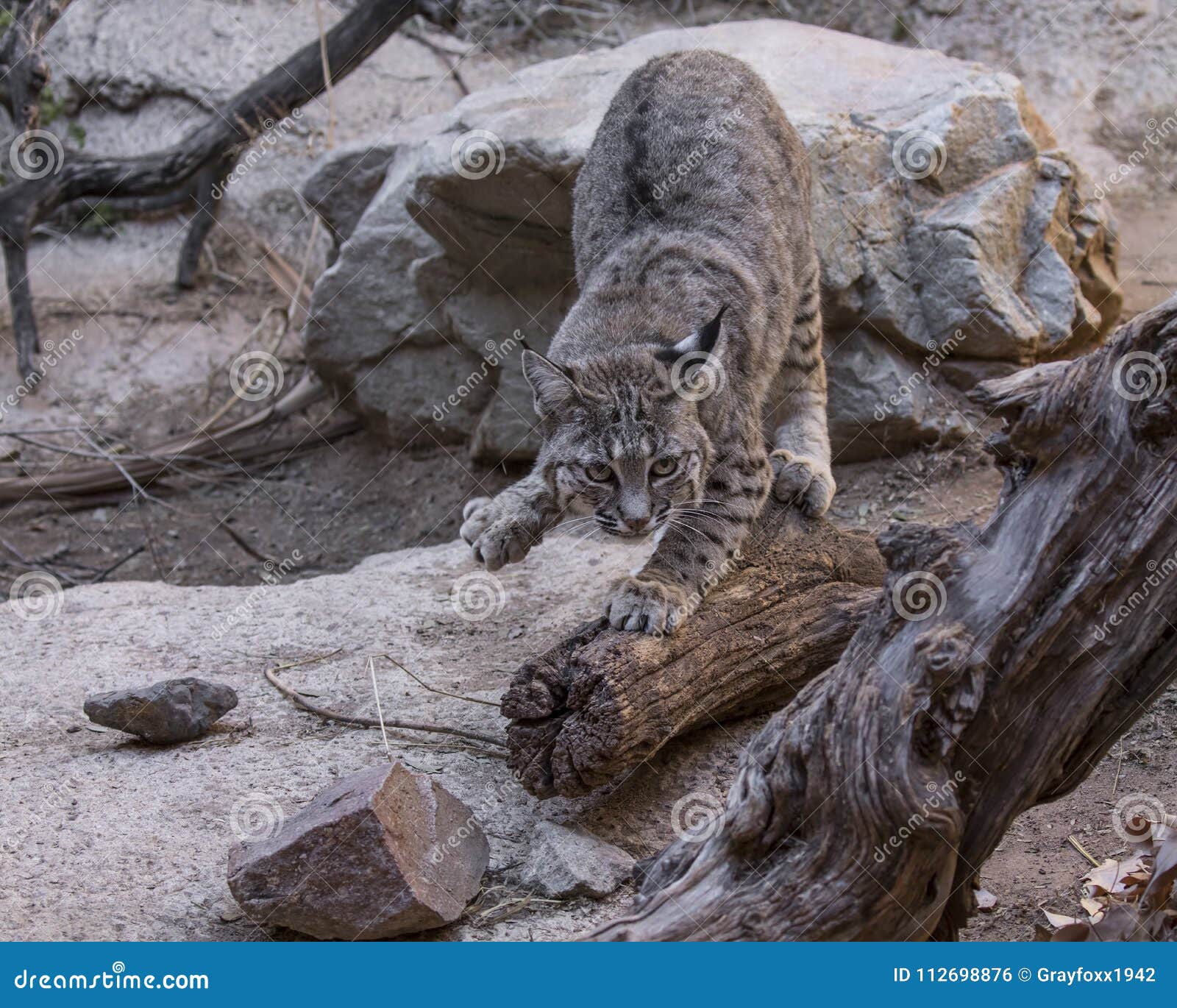 Bobcat Sharpening His Claws on the Log Stock Photo - Image of ears, claws:  112698876, image size:1600x1370