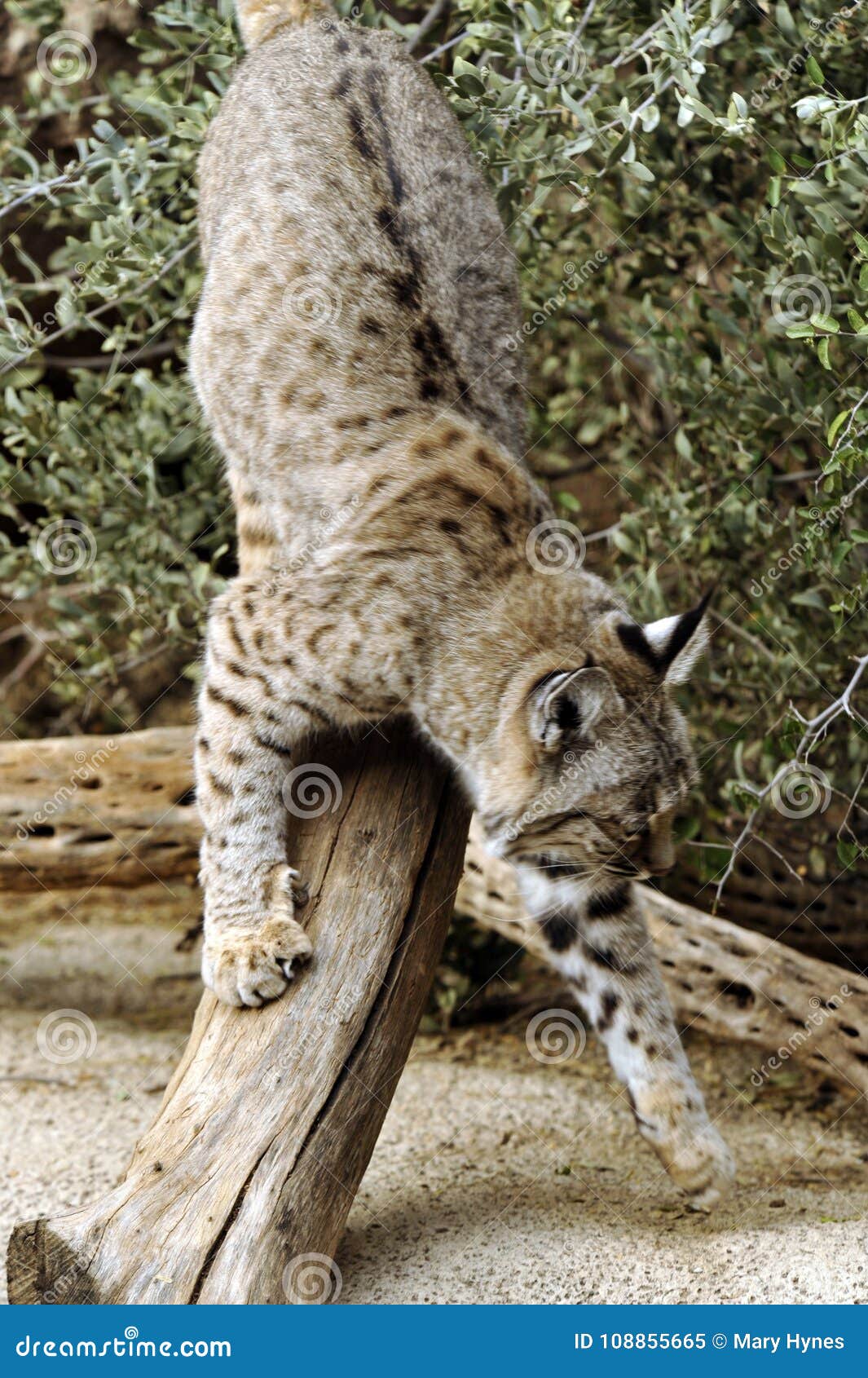 Bobcat Upside Down stock image. Image of repeated, arizona 108855665