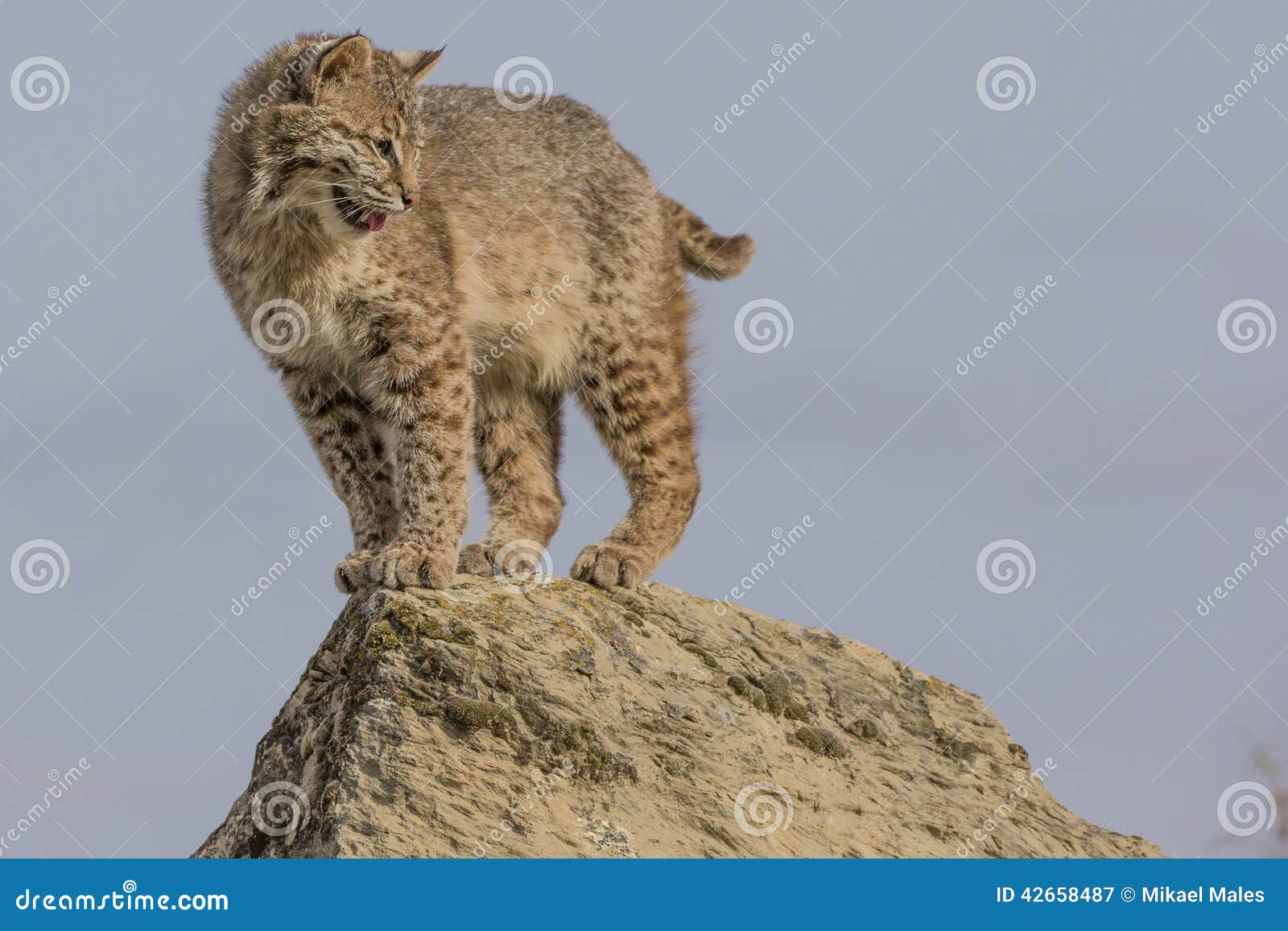 Cat On Ledge Stock Photography 14820296