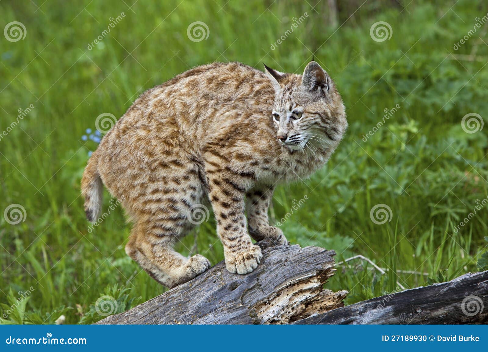 6 094 Bobcat Photos Free Royalty Free Stock Photos From Dreamstime