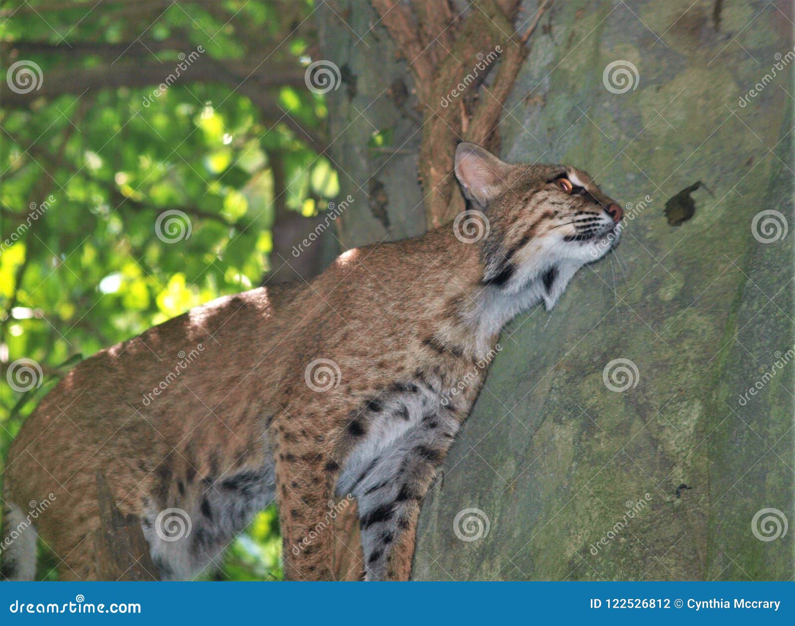 North American Bobcat Lynx Rufus Stock Photo - Image of mammal, lynx