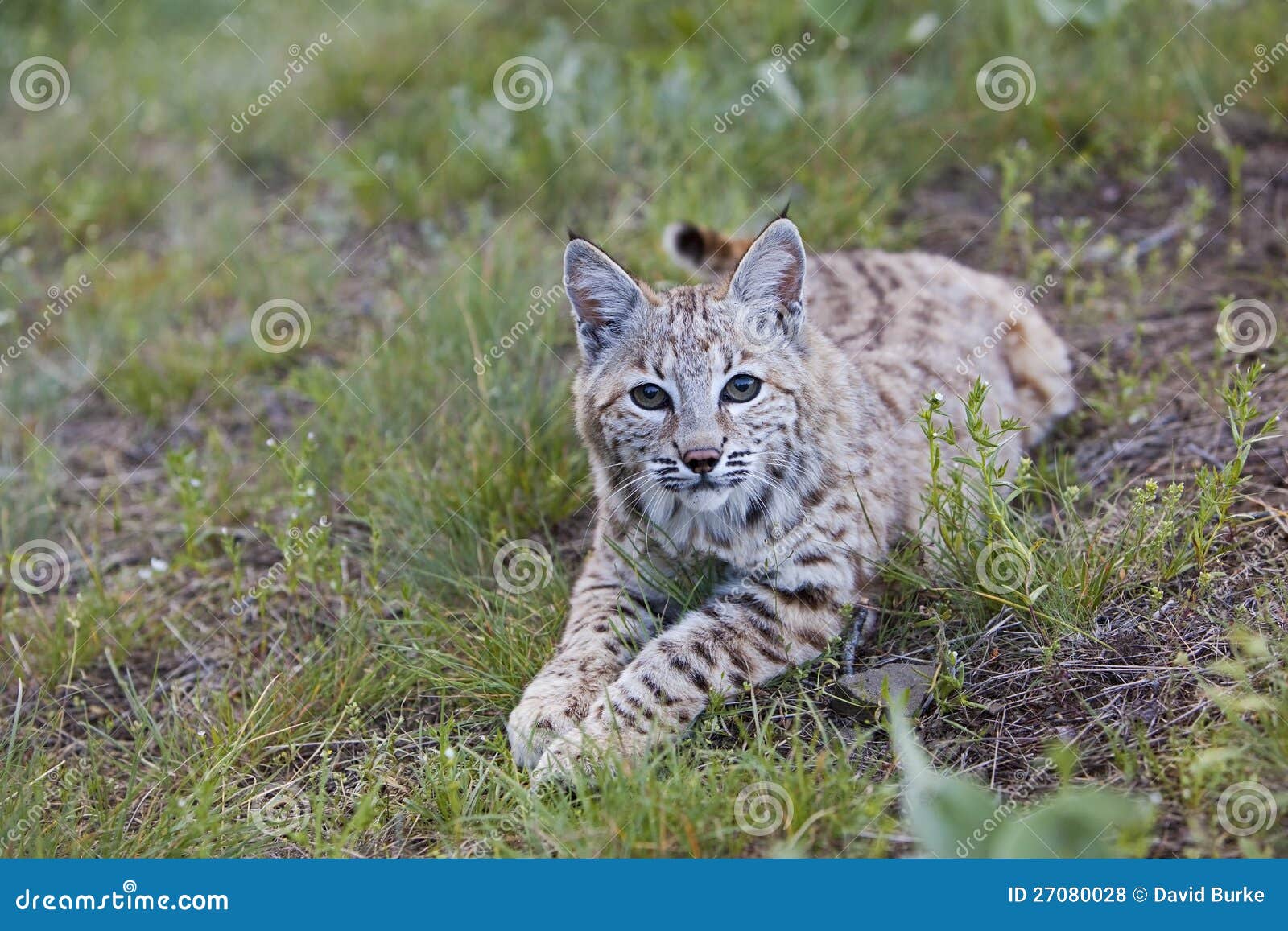 bobcat feline lynx cat animal wildlife grass