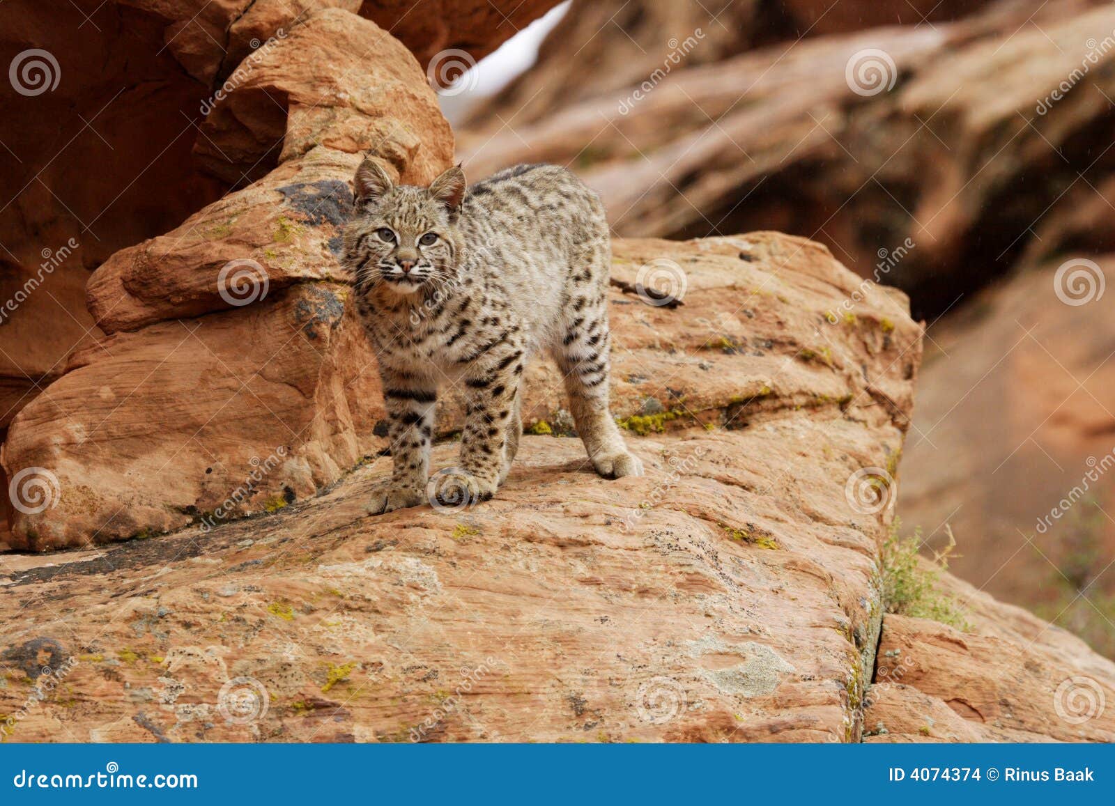 bobcat on rocky ledge