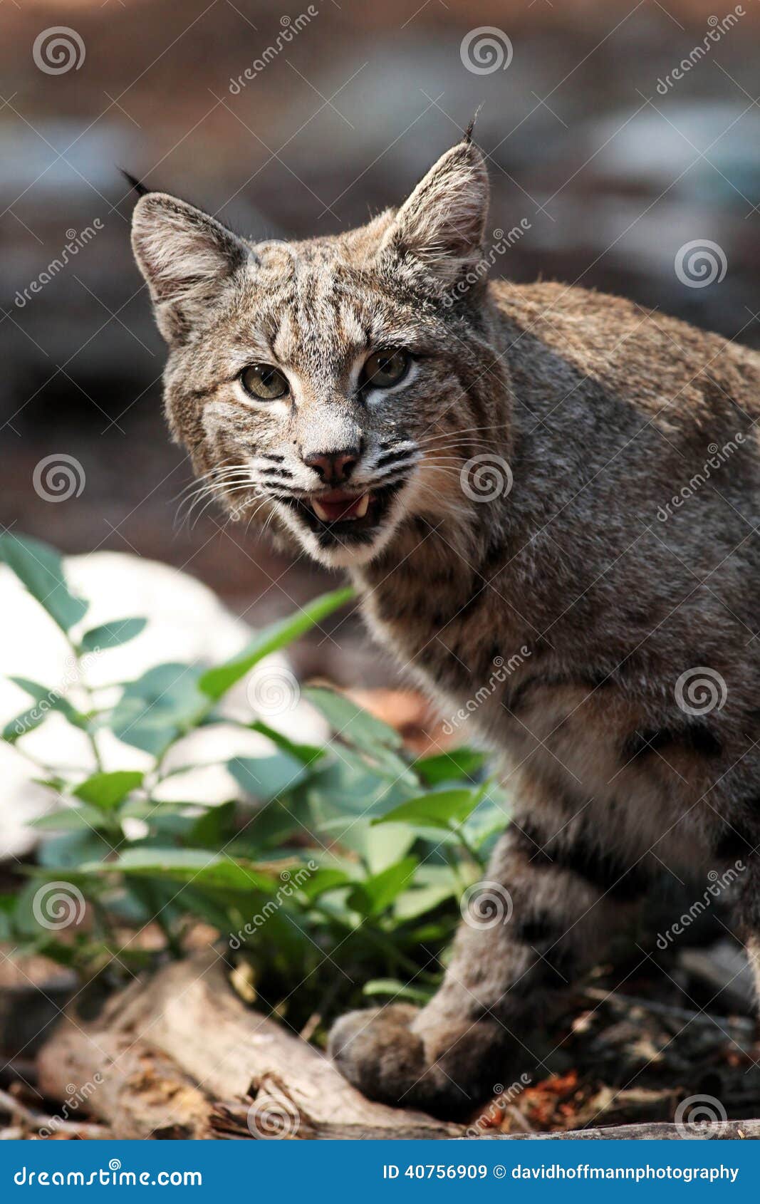 Bobcat Shows His Teeth and Looks into Camera (Lynx Rufus), Calif Stock Image Image of close