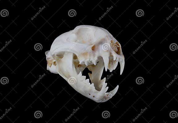 Bobcat Skull stock image. Image of face, portrait, bones - 40649501