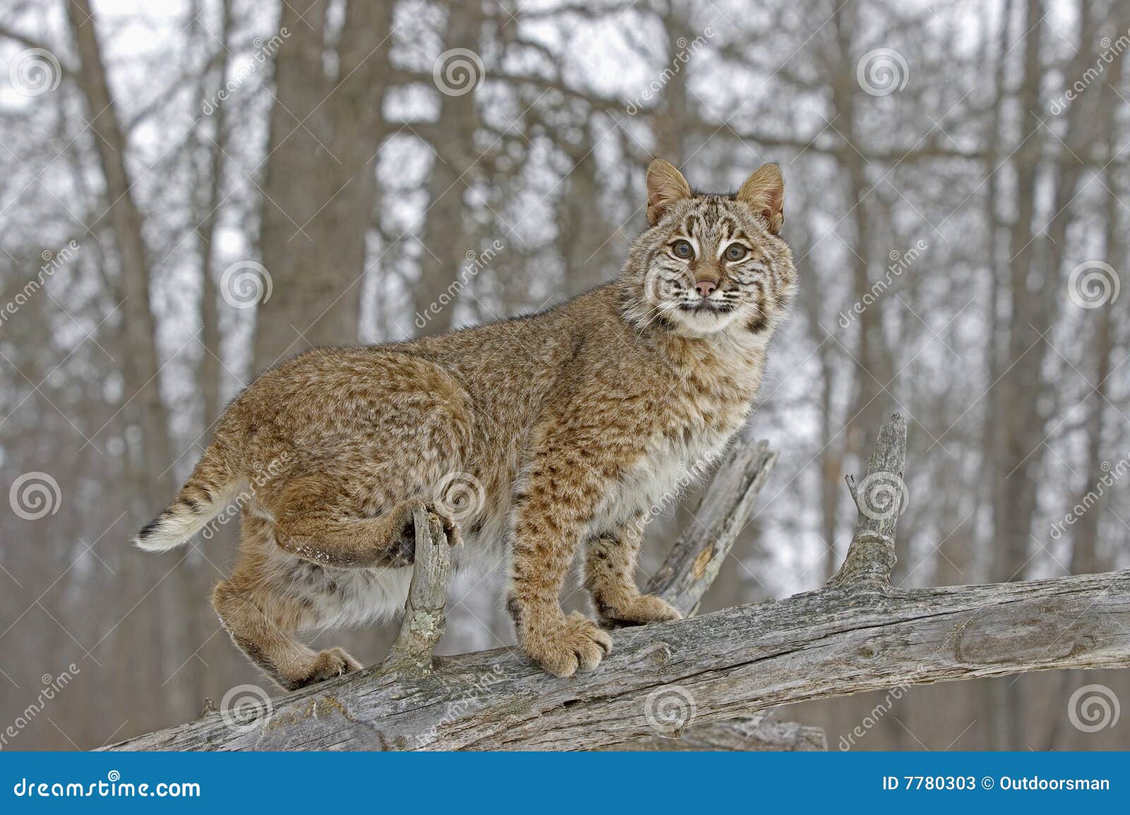 Bobcat In Winter Coat Stock Photos - Image: 7780303