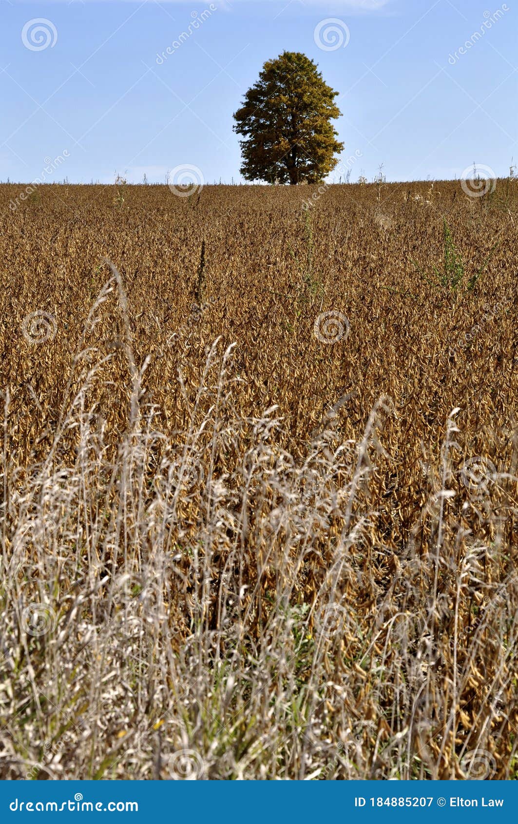 photo Maple Trees In Ontario Canada composition of single maple trees on a hill perfect as wallpaper stock image image of cultivated horizon 184885207