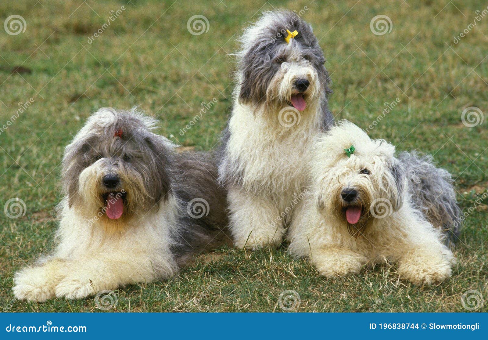 Viejo Pastor Ingles Adulto  Old english sheepdog, English