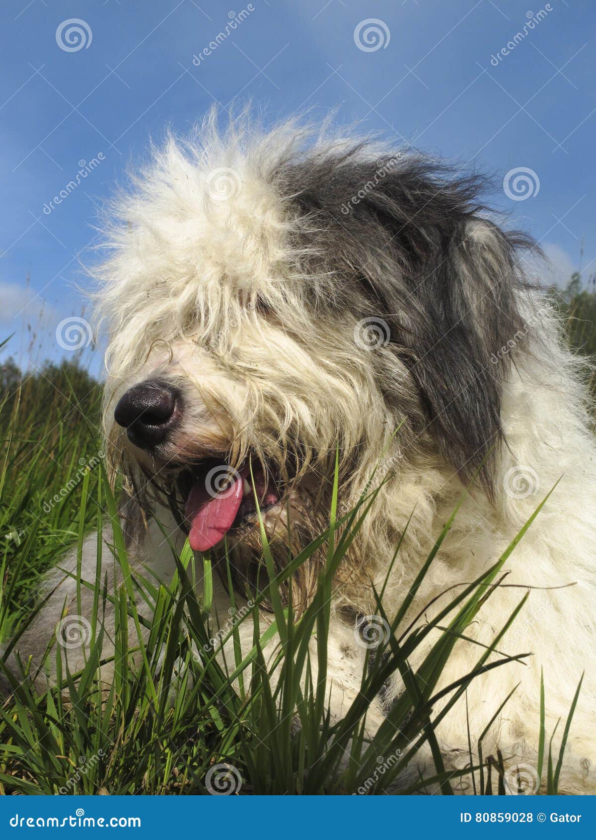 Old English Sheepdog Resting In Green Grass Stock Photo, Picture