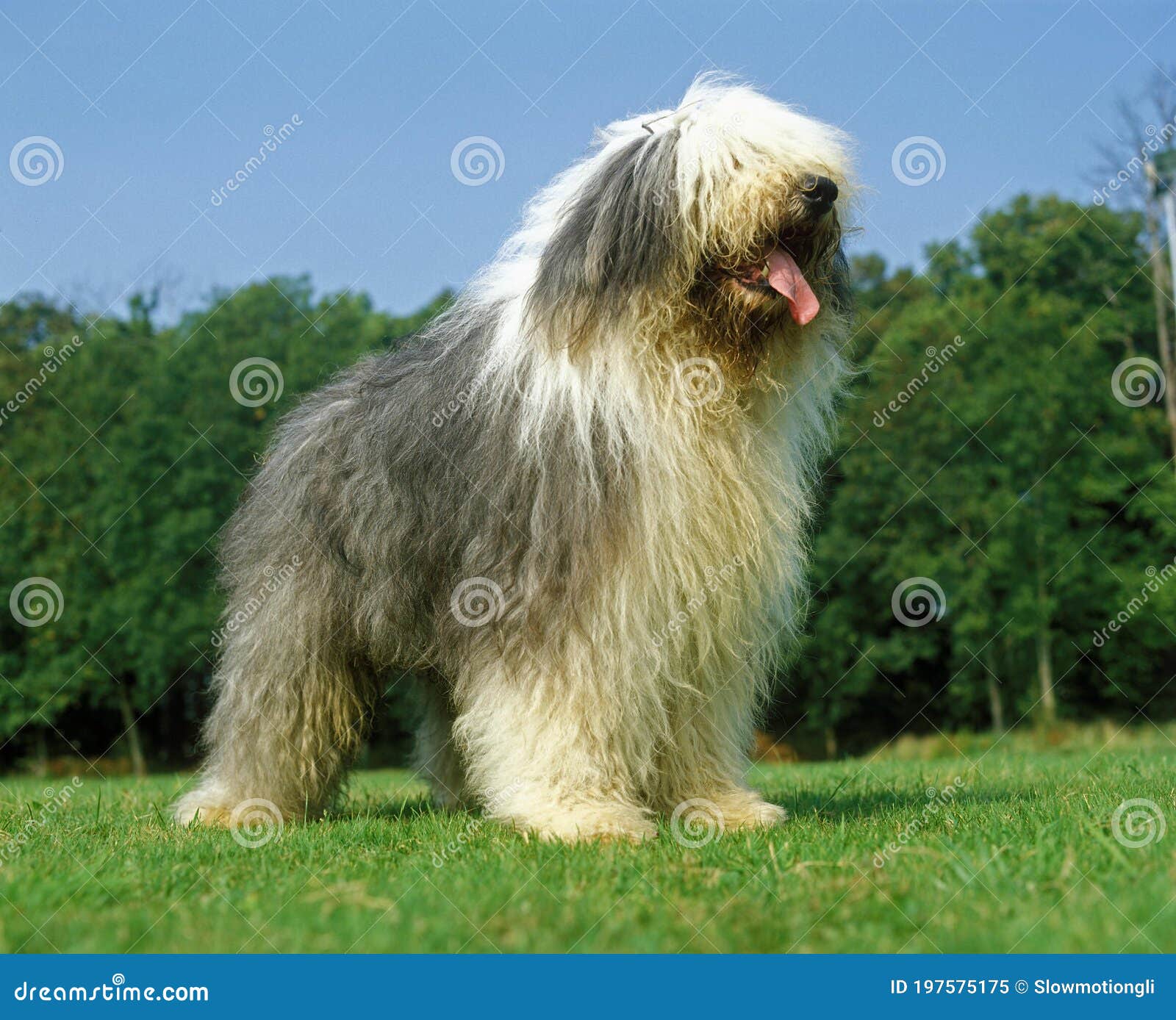 Bobtail Dog Lying Comfortably On The Grass Stock Photo - Download Image Now  - Old English Sheepdog, Dog, Animal - iStock