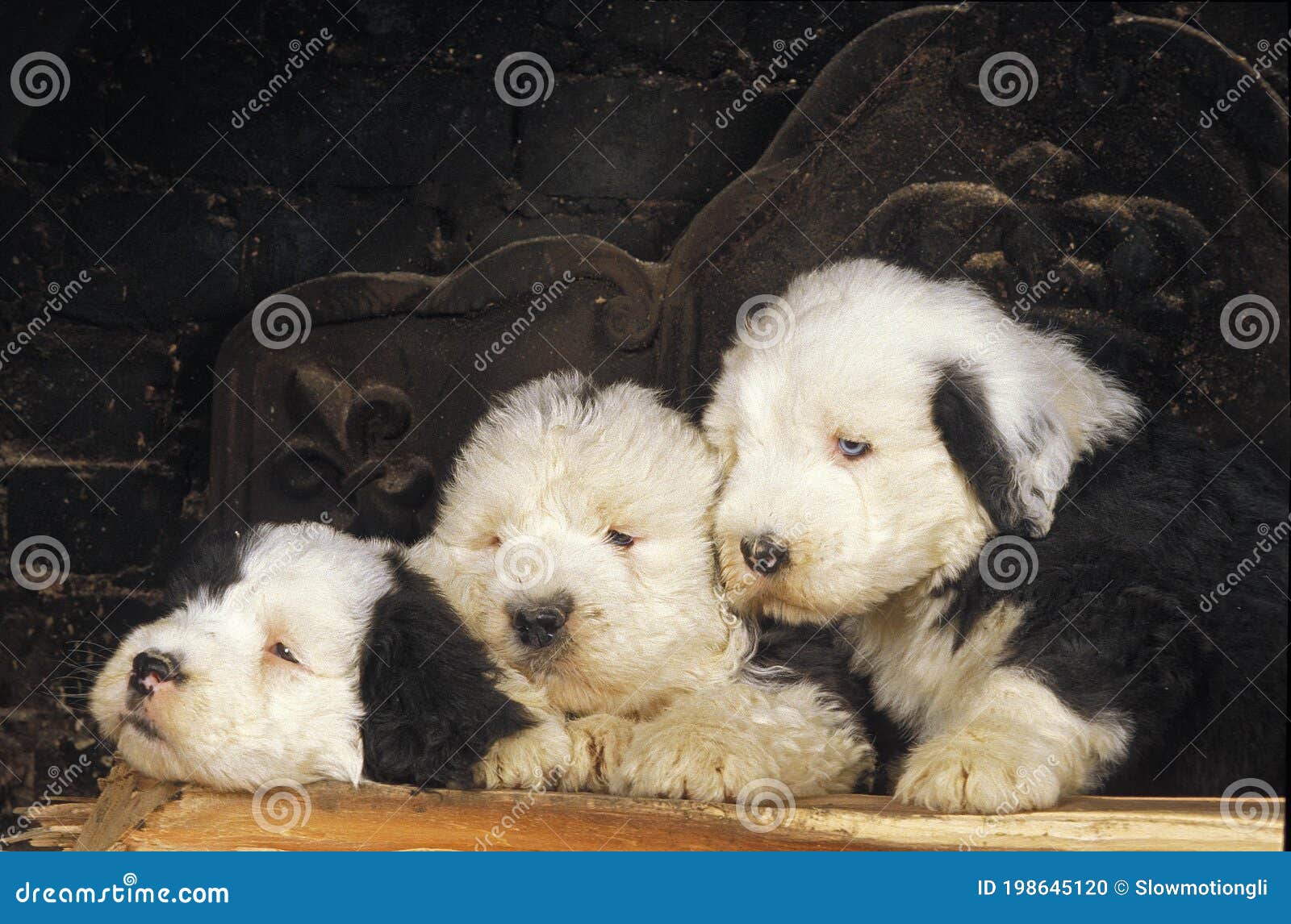 Old English Sheepdogs - Raças de Cães