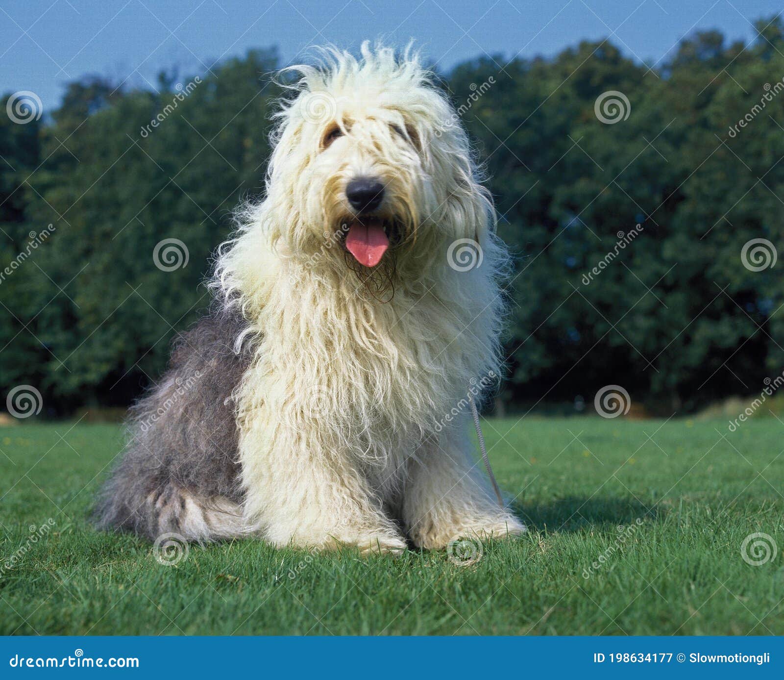 Old English Sheepdog - Cão Nosso