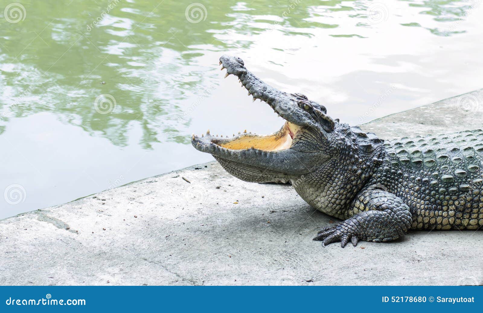 Crocodilo Bonito Com Birdie Na Boca Aberta Larga, Ilustração
