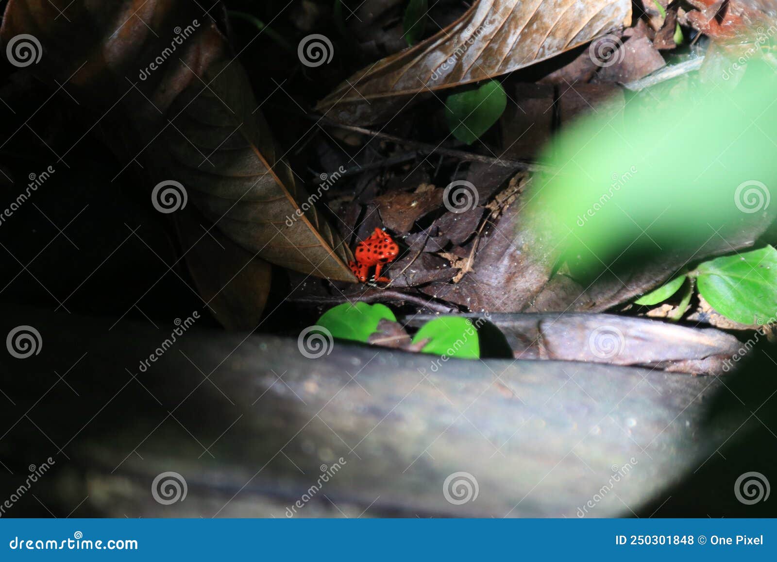 bocas del toro red frog