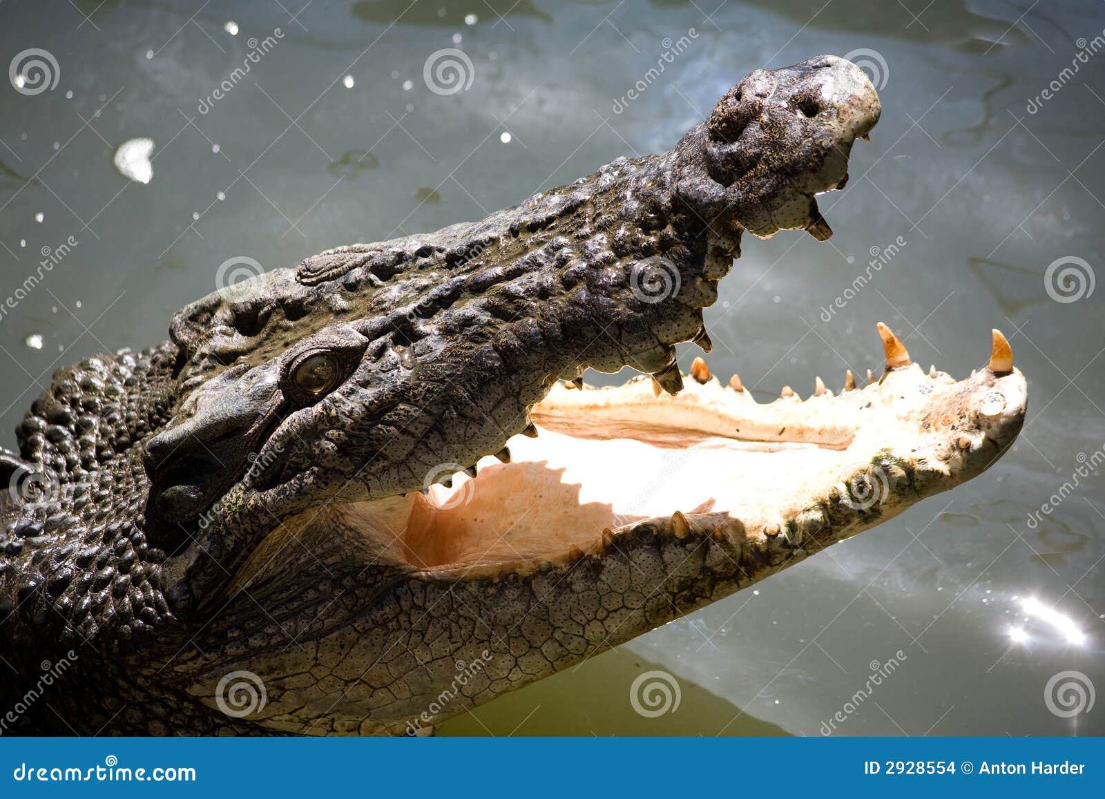 Lo Squalo A Bocca Aperta Esce Dall'acqua In Superficie E Cattura L'esca - Foto 6