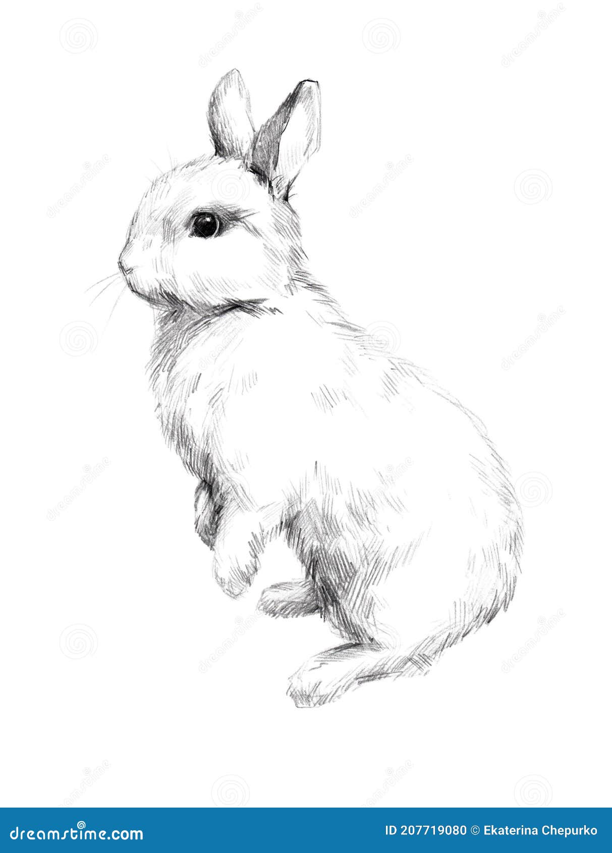 Boceto De Un Conejo Pequeño Peludo Lápiz De Mascota Boceto 5 Stock de  ilustración - Ilustración de adorable, piel: 207719080