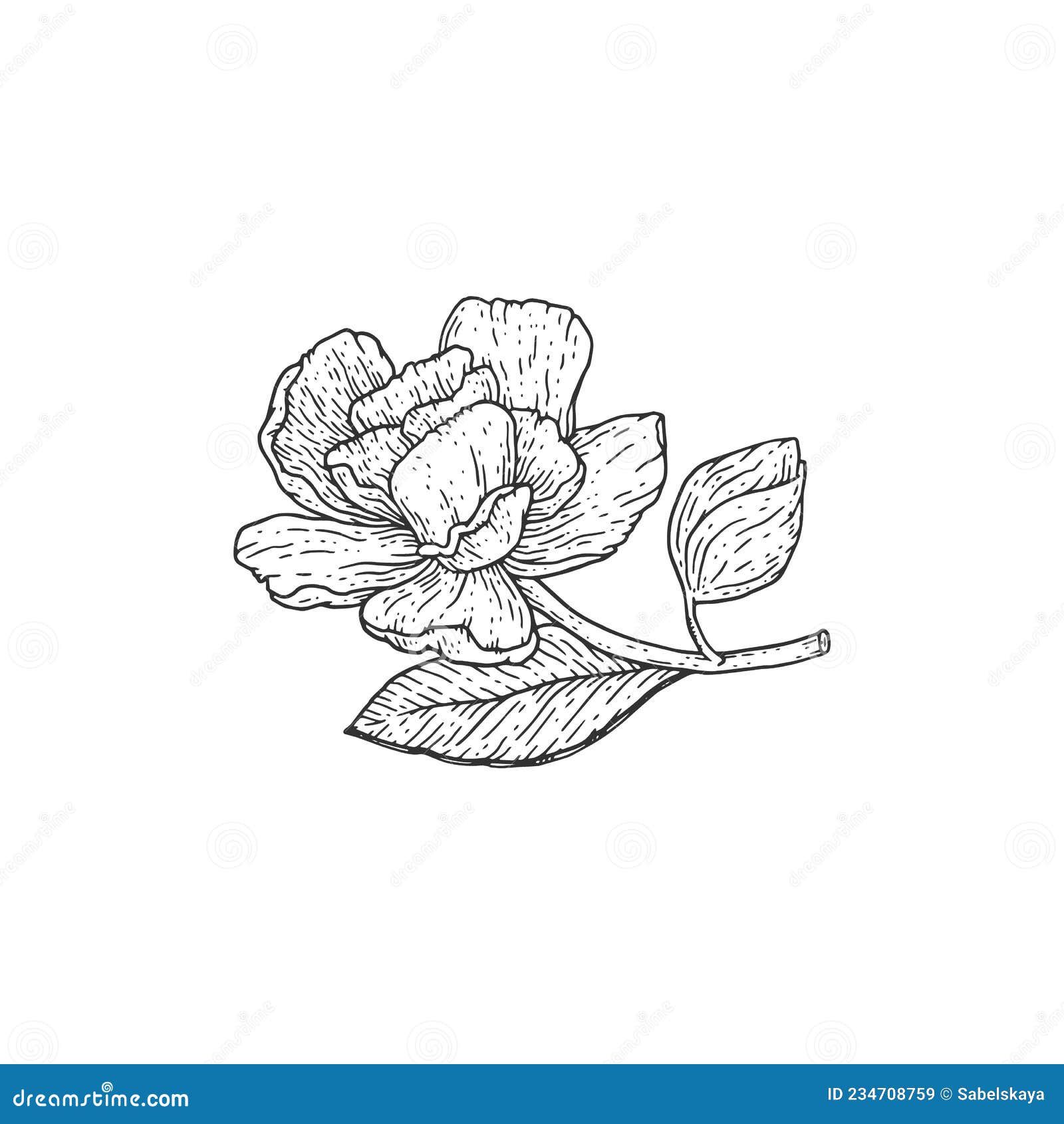Boceto Vintage De Flores De Gardenia. Diseño De Tatuaje De Ilustraciones De  Vectores De Línea Botánica. Dibujo Floral Elegante. Ilustración del Vector  - Ilustración de mano, hojas: 234708759