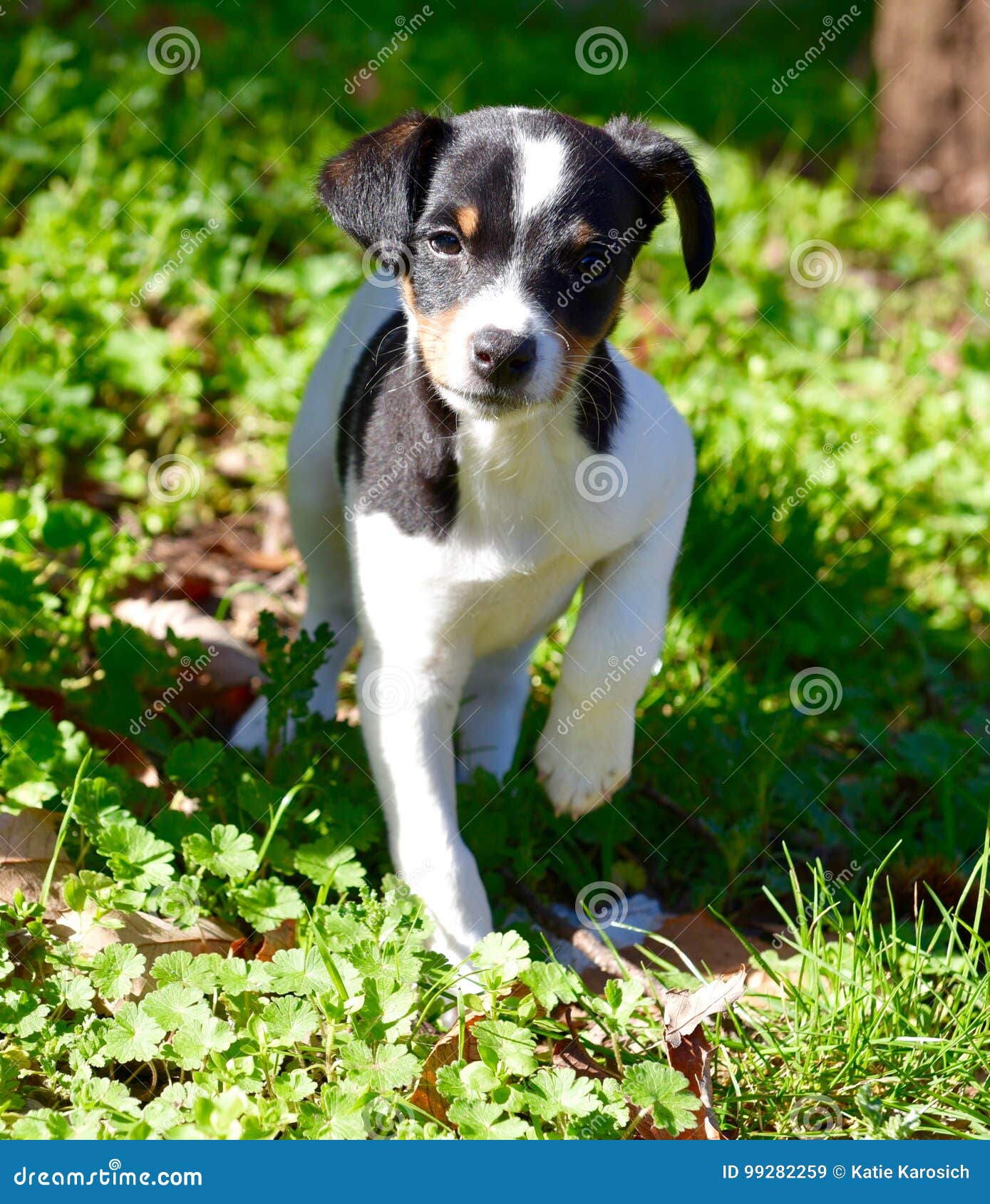 spanish terrier dog