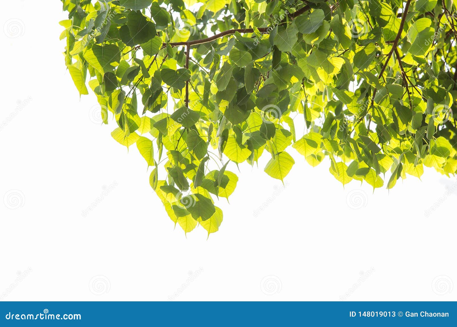 Bodhi oder Peepal treiben vom Bodhi-Baum, heiliger Baum für weißen Hintergrund der Hindus und BuddhistOn Blätter. Bodhi or Peepal Leaf from the Bodhi tree, Sacred Tree for Hindus and Buddhist.On white background,Used for graphics or advertising work