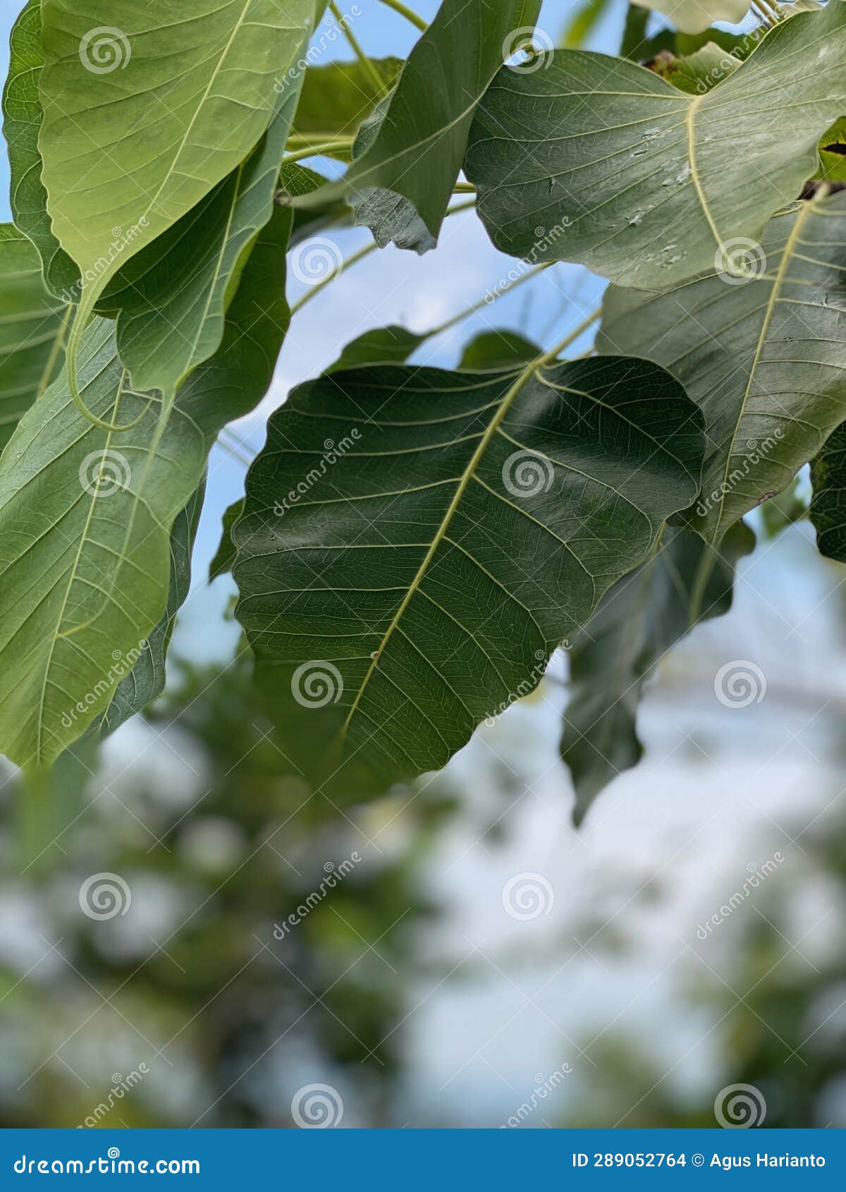 beautiful leafs of bodhi tree