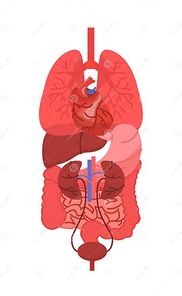 Body Anatomical Structure Vector Concept Stock Vector Biology Diagrams