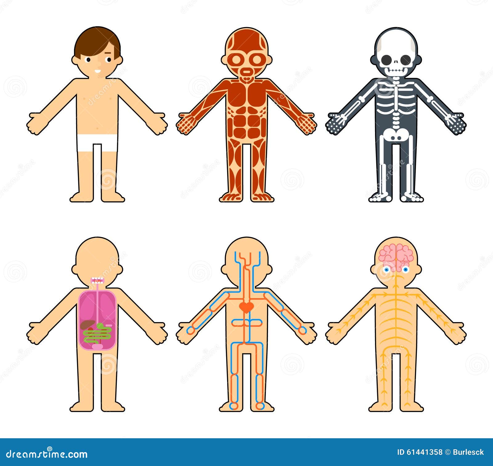 Body Anatomy For Kids Stock Vector