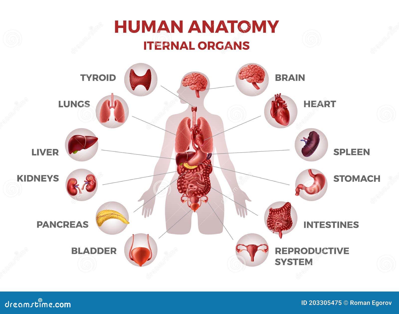 Body Internal Organs. Woman Body Anatomy With Stomach And Kidneys