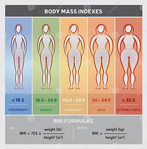 3d Bmi Body Visualizer Bxeleader