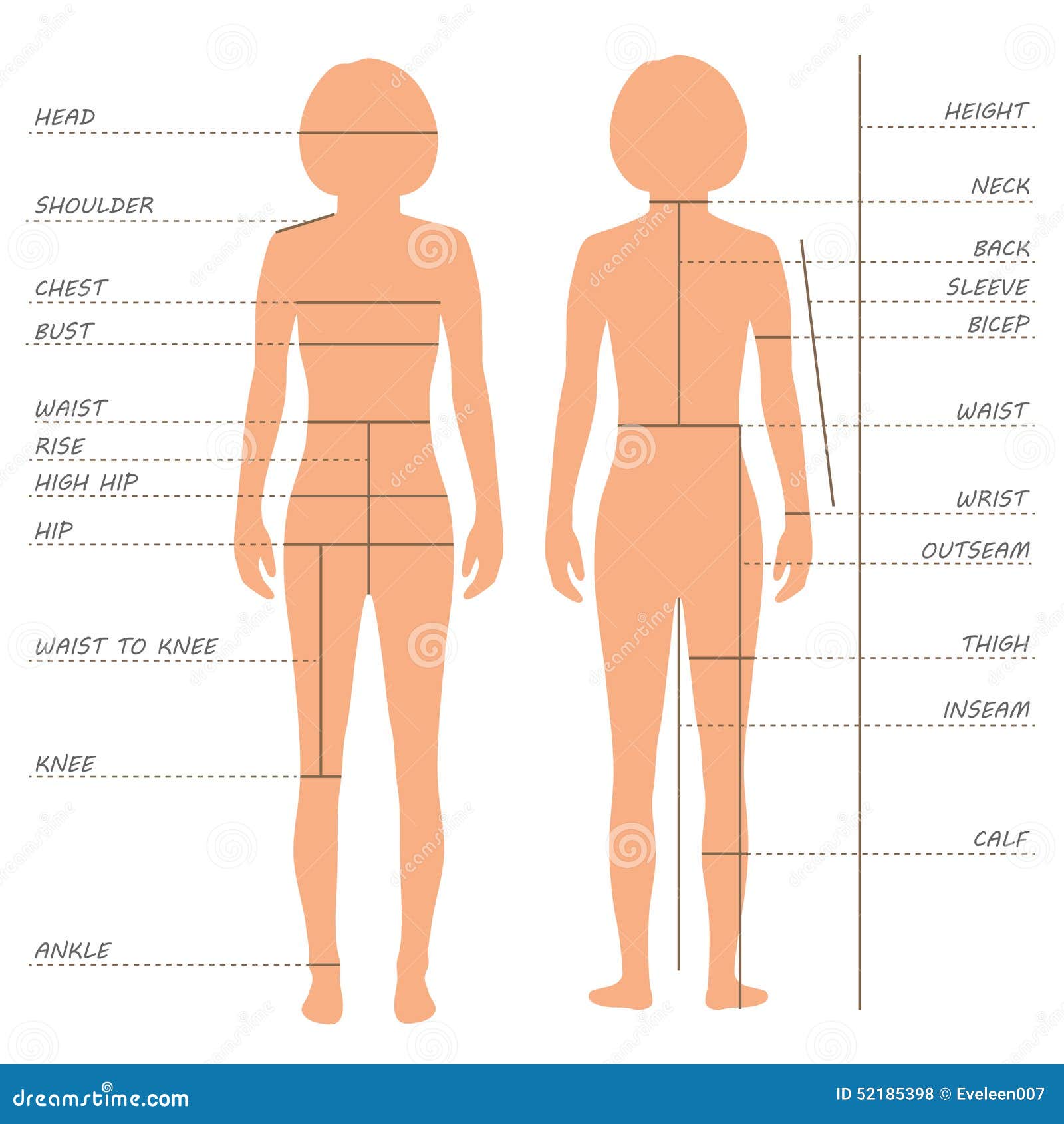 Fashion Body Chart Stock Illustrations – 732 Fashion Body Chart