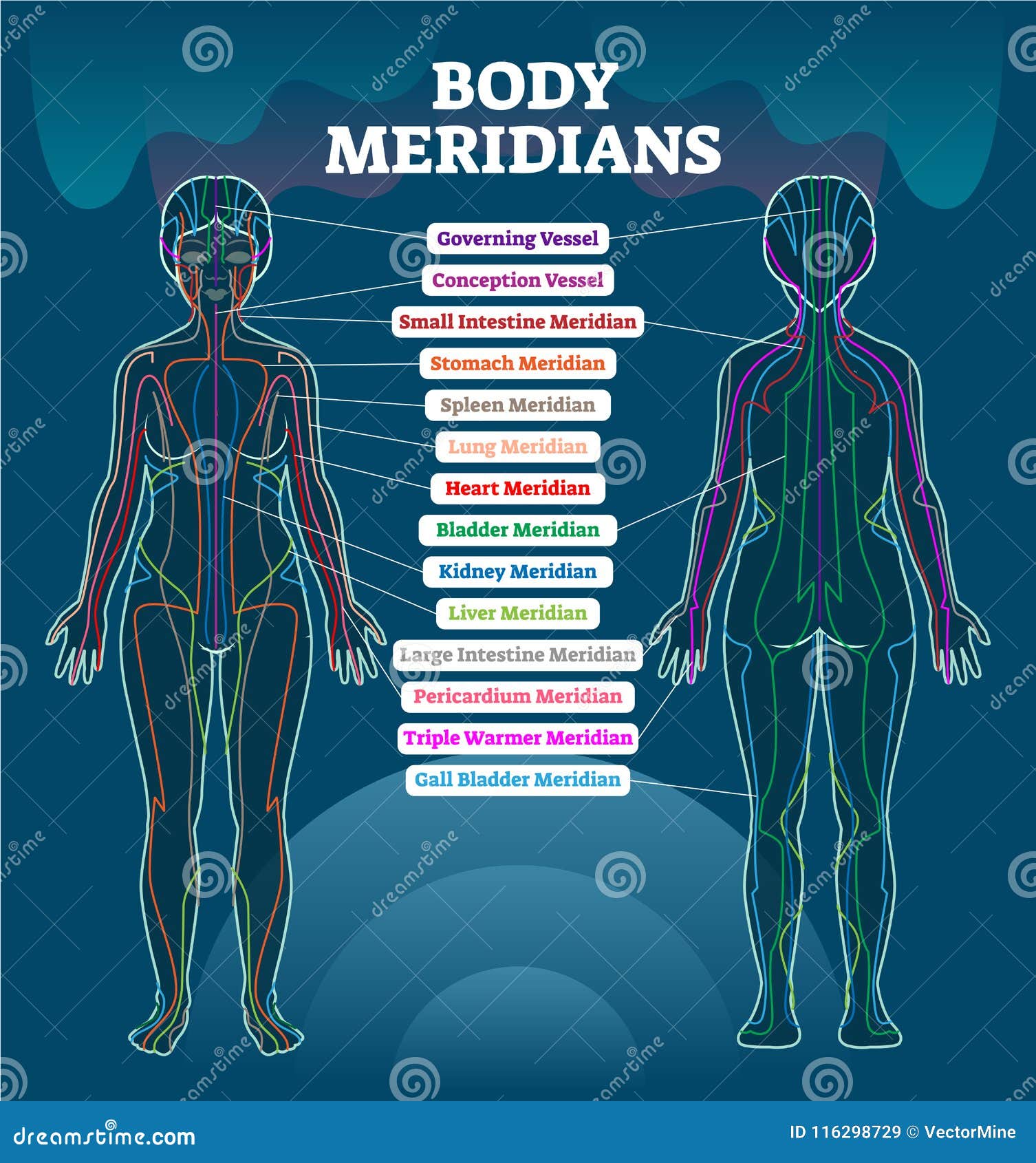 Acupuncture Chart Female