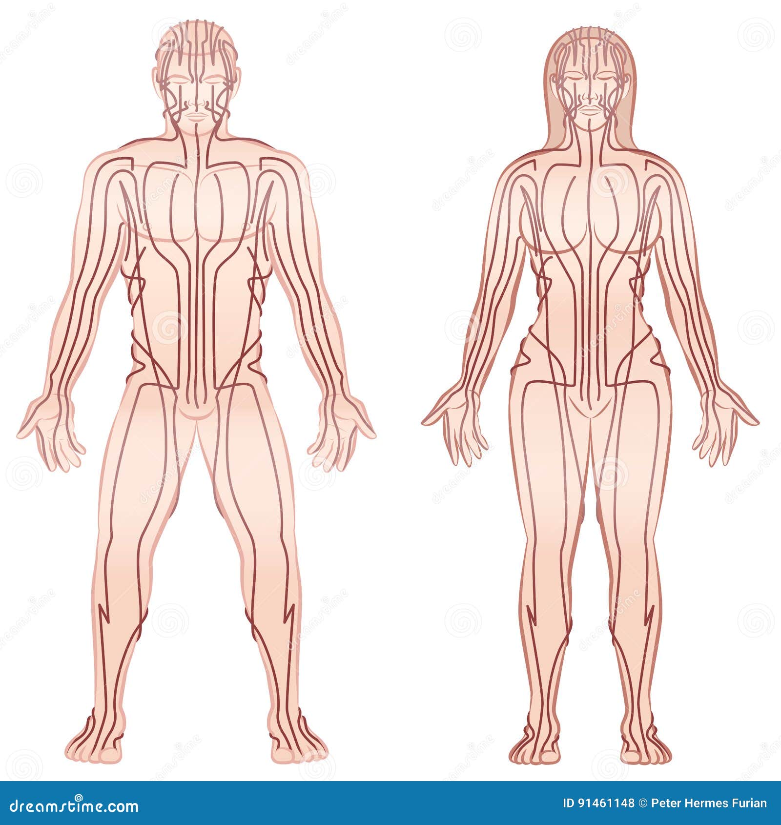 Shiatsu Meridian Chart Free Download