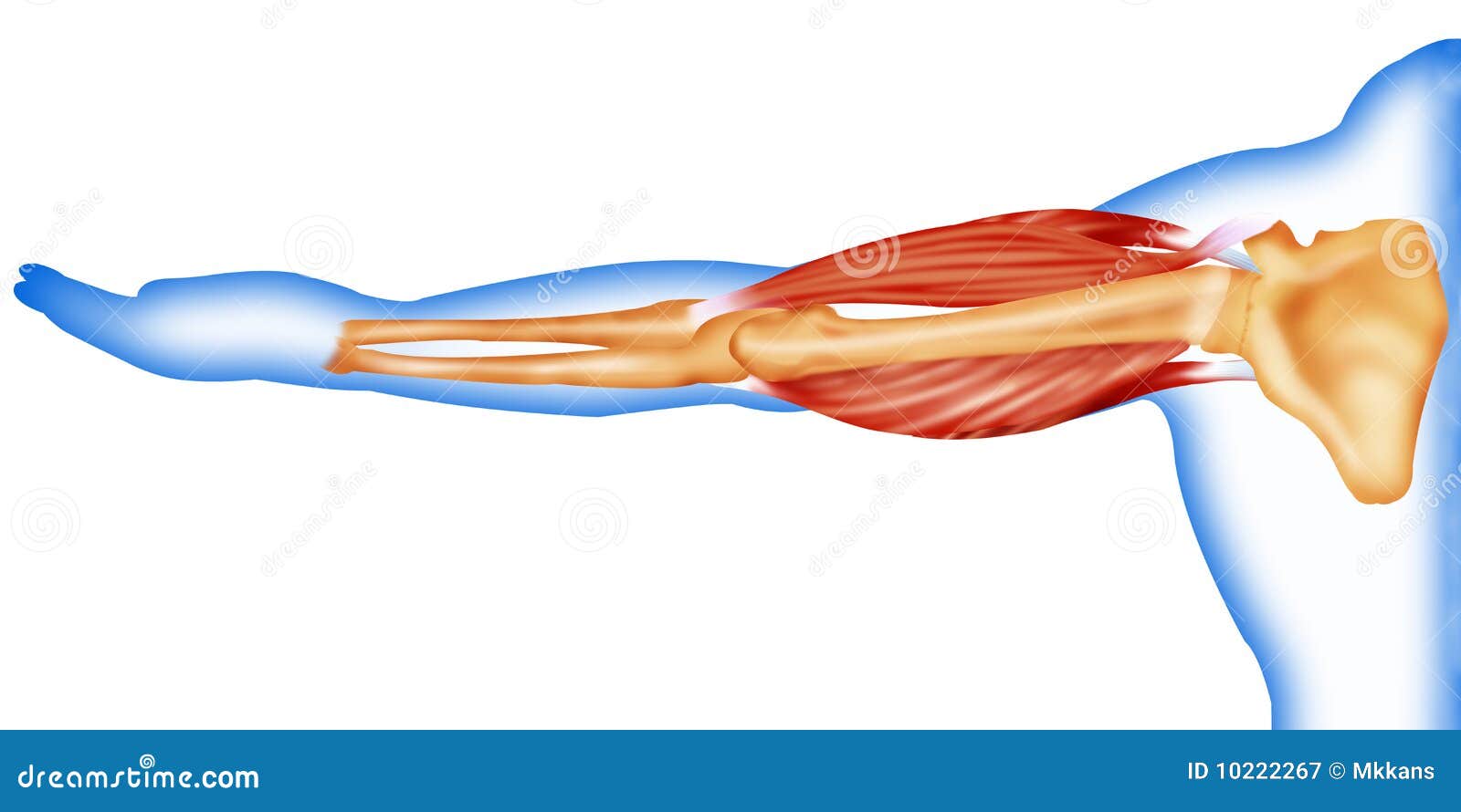 Human Muscles And Bones / Bones and muscles