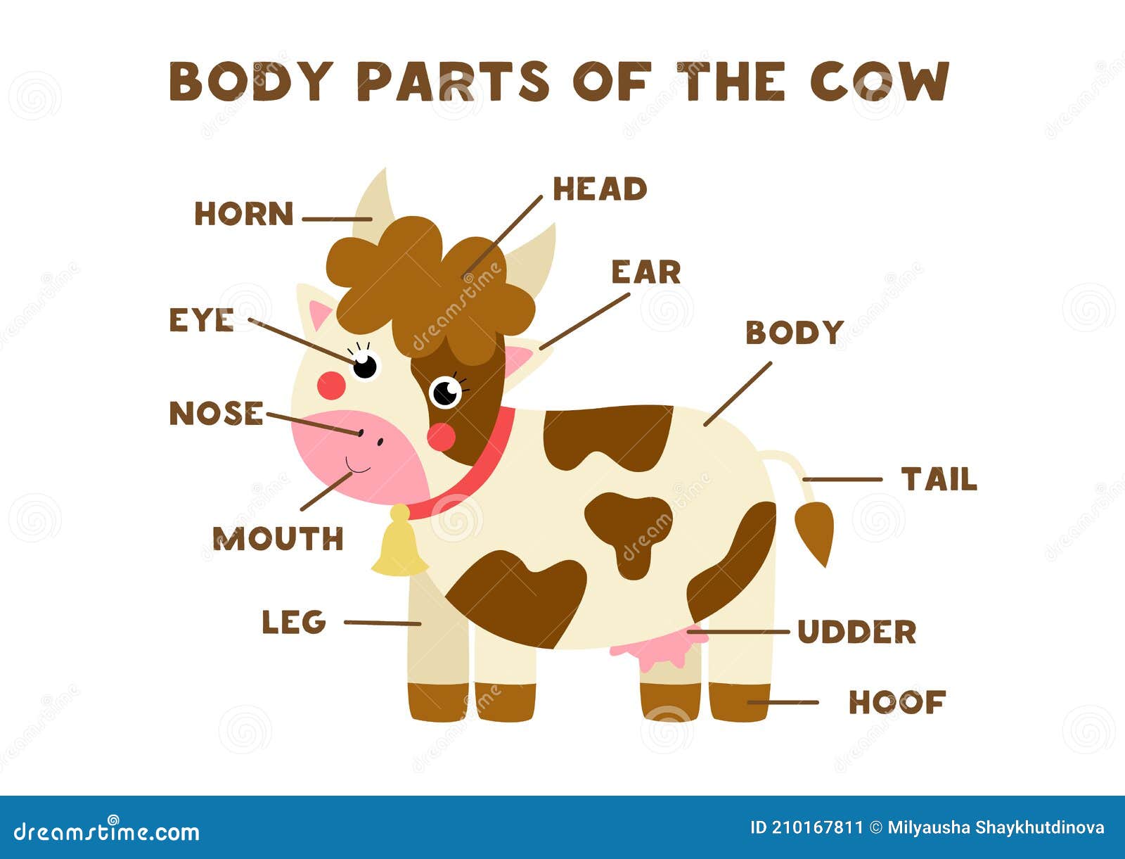 Body Parts of the Cow. Scheme for Children Stock Vector - Illustration ...