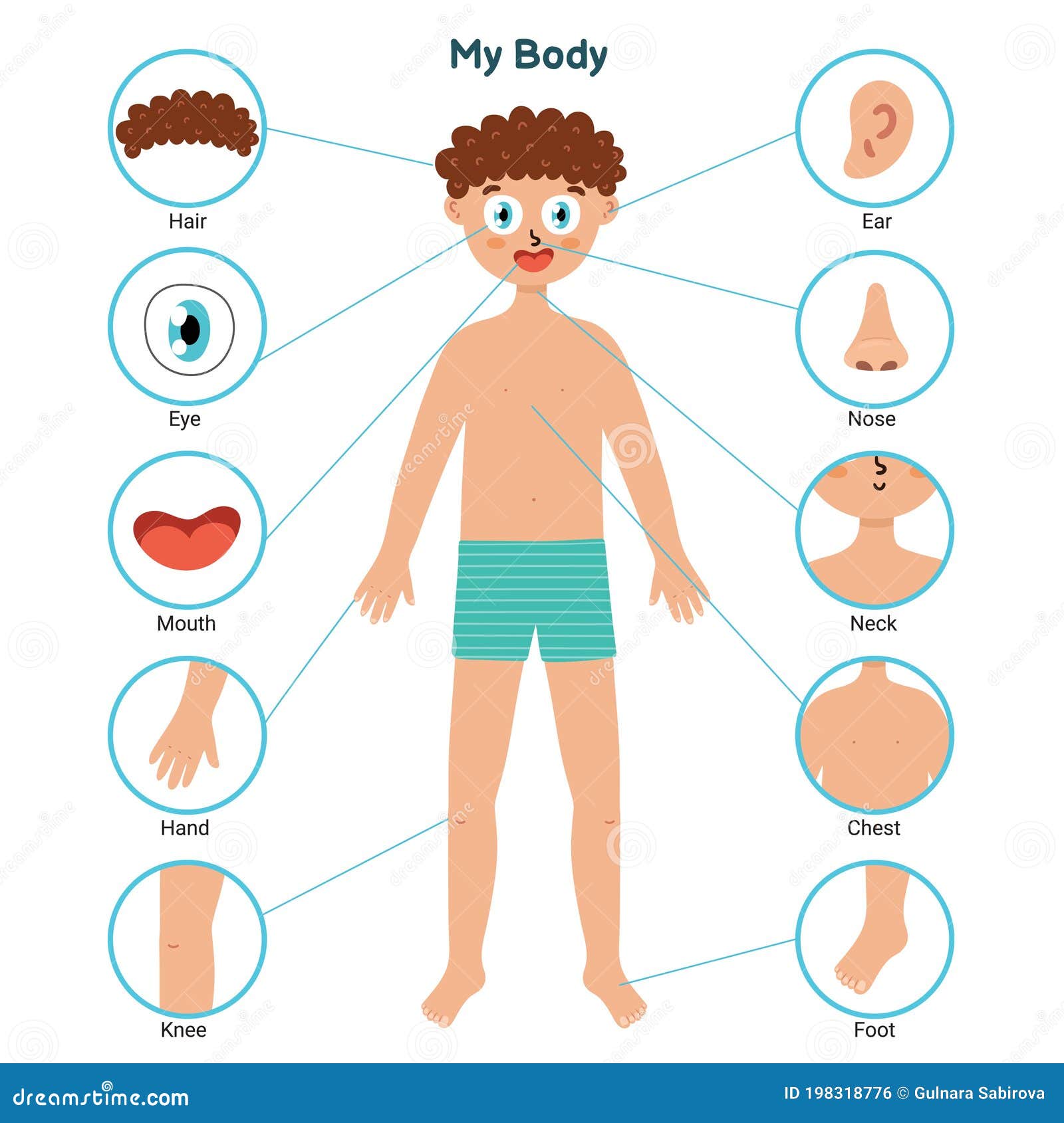 body parts educational posters with a boy learning parts of body stock vector illustration of face isolated 198318776