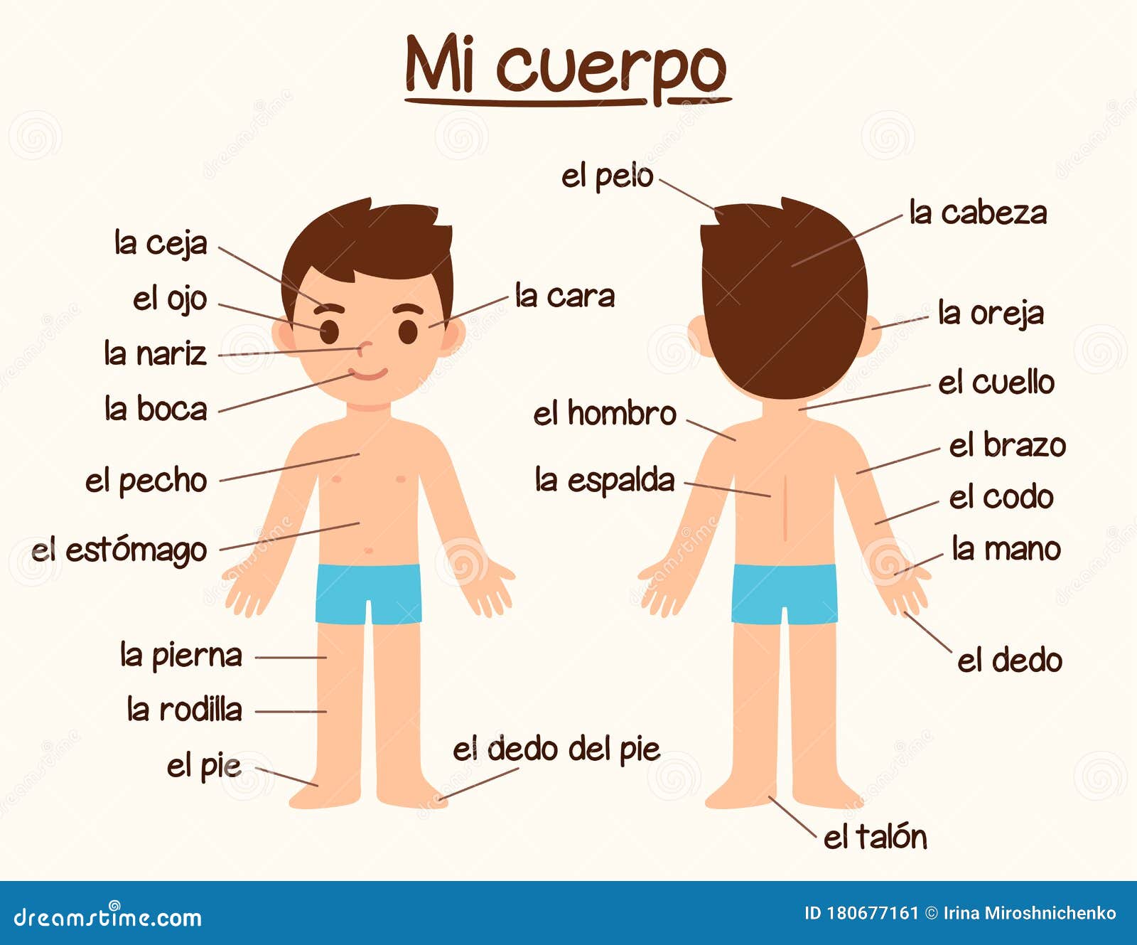 Body parts in Spanish stock vector. Illustration of head - 22 Regarding Body Parts In Spanish Worksheet