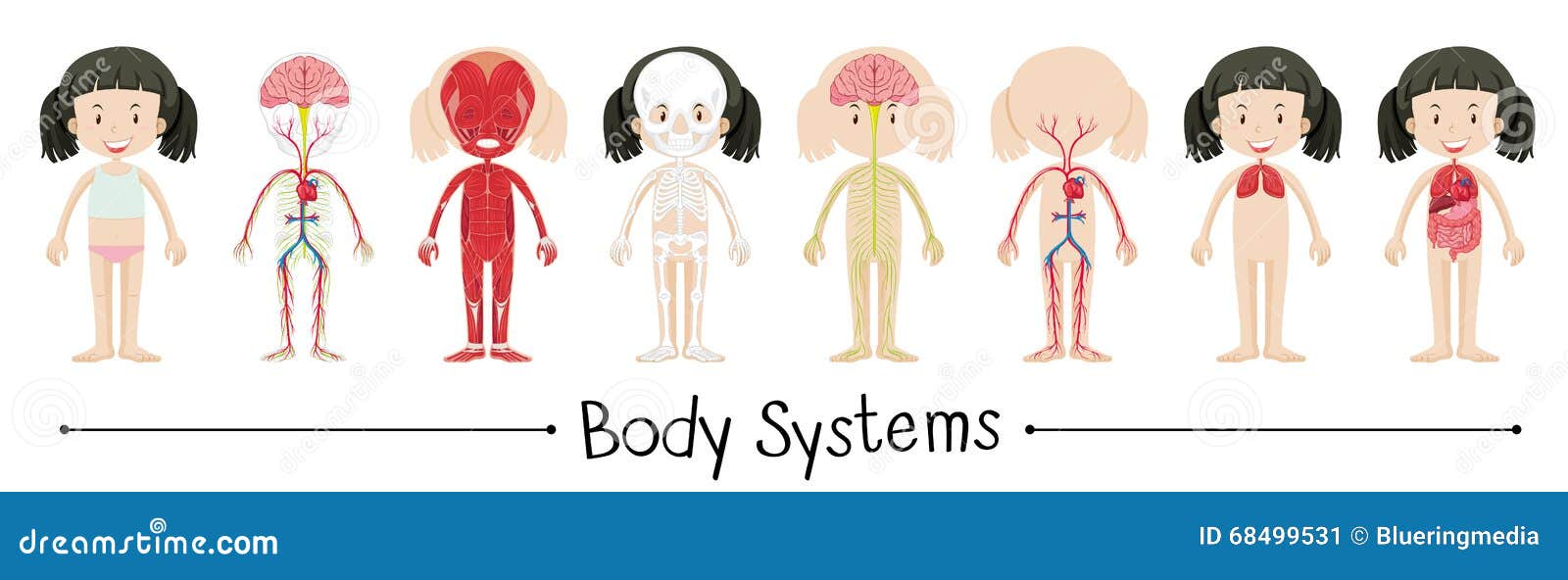 free clipart human body systems - photo #35