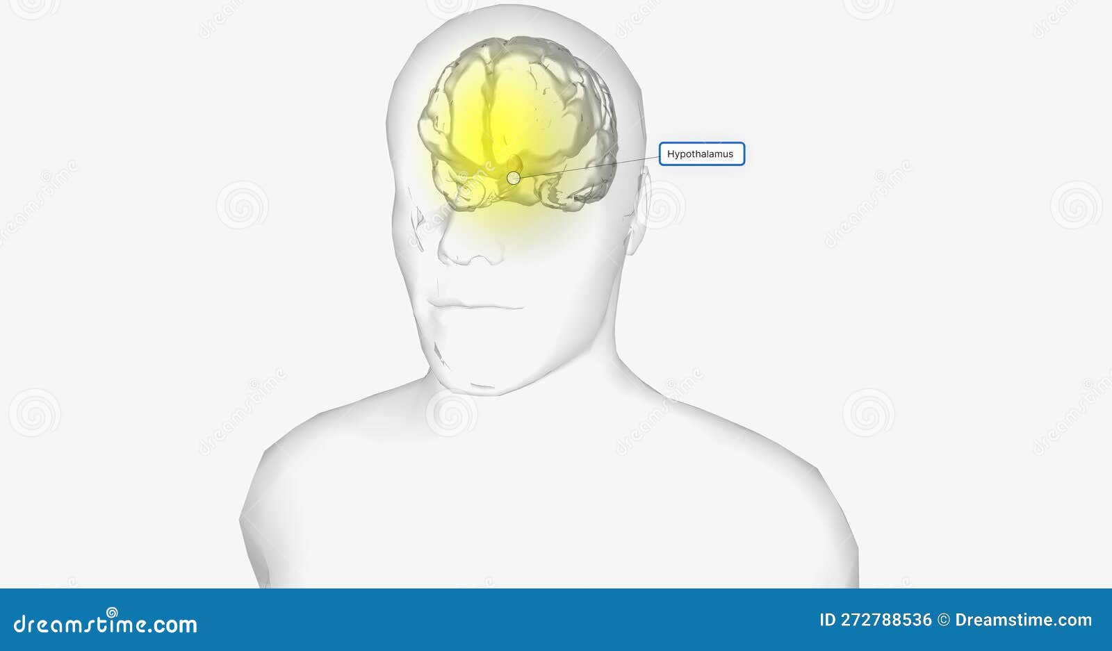 Body Temperature is Regulated by a Structure in the Brain Called the