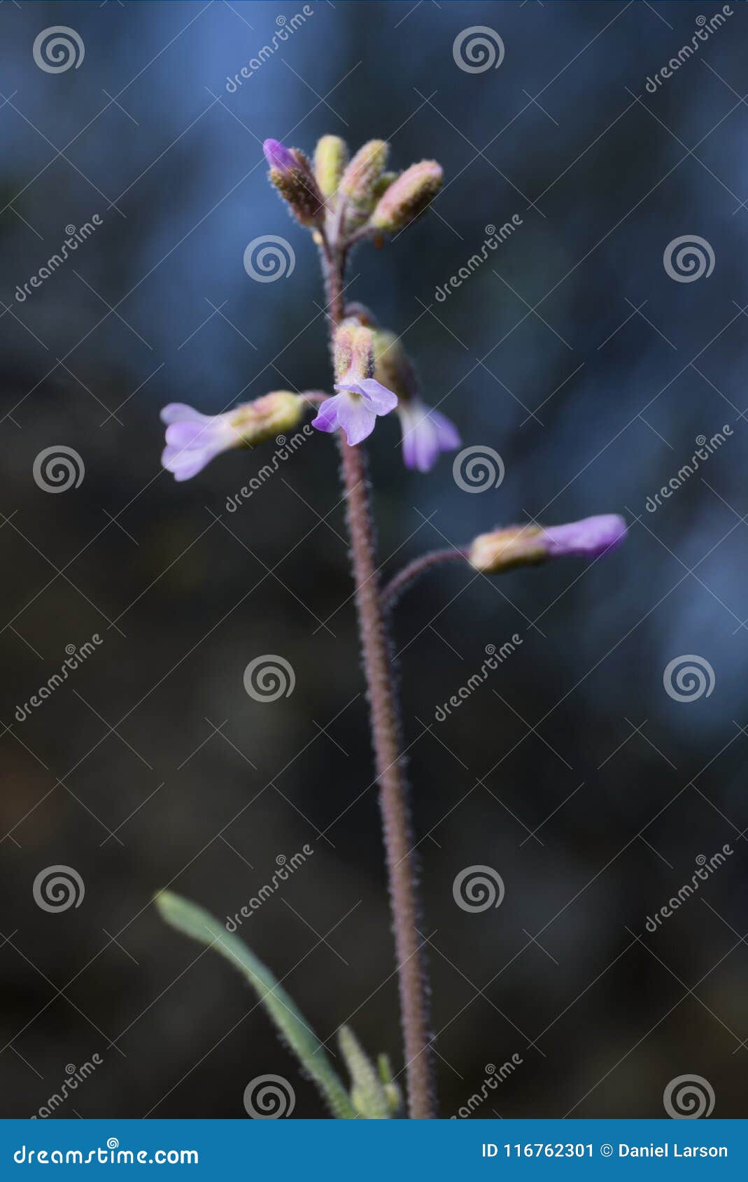 boechera pauciflora