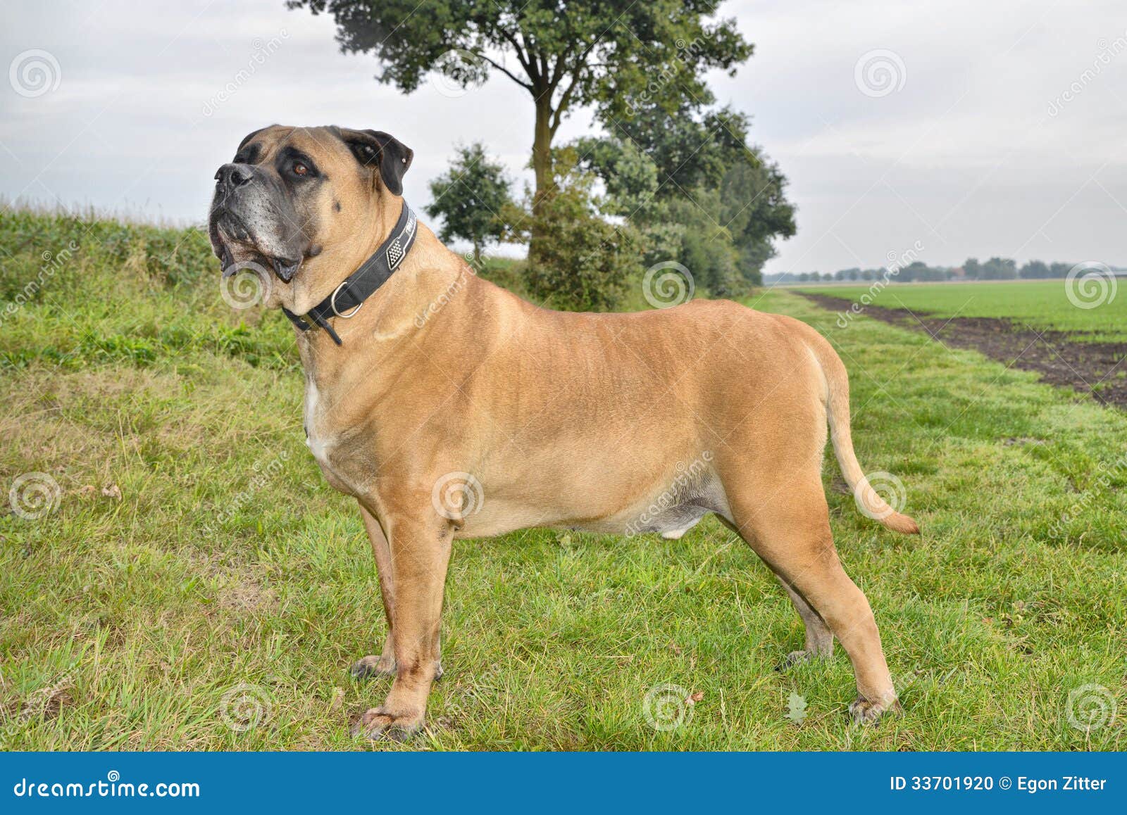 Boerboel hund arkivfoto. Bild av vovve, hundar, farligt 33701920
