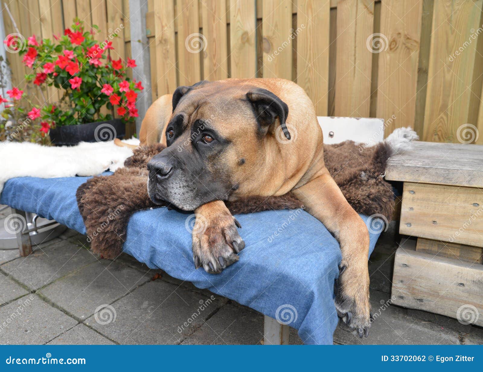 BoerboelHund stockfoto. Bild von gehorsam, schild, säugetier 33702062