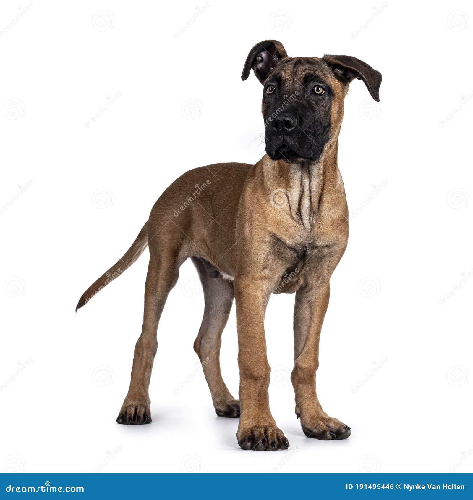 Boerboel Malinois Crossbreed Dog on White Stock Photo Image of