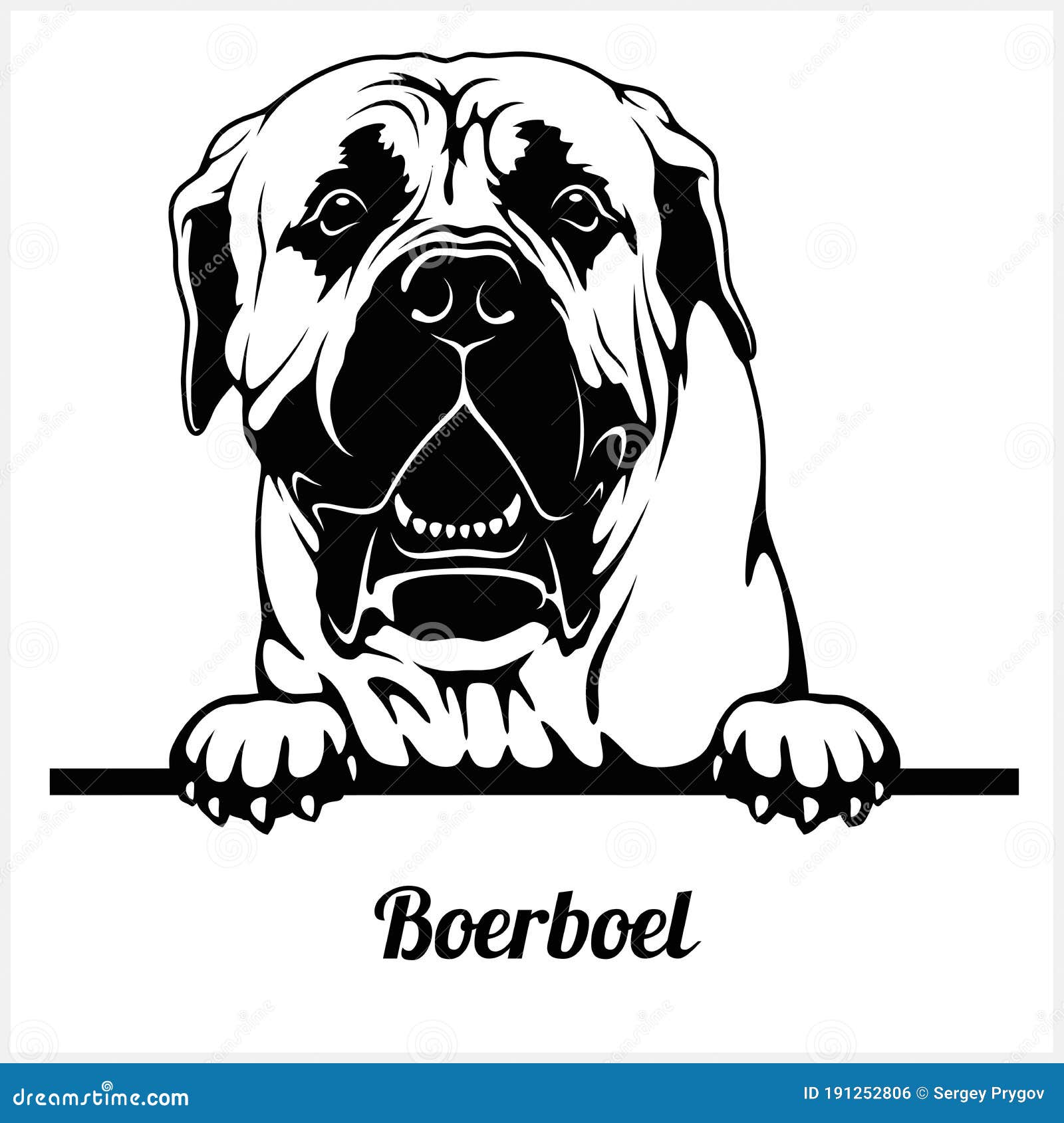 Boerboel - Peeking Dogs - Breed Face Head Isolated on White Stock ...