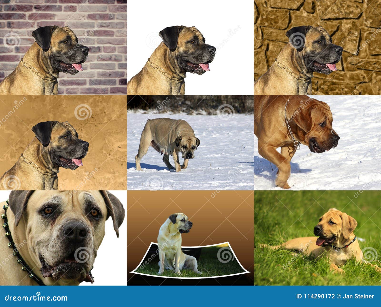 BoerBoel - Hund Från Sydafrika Arkivfoto - Bild av bulldogging: 114290172