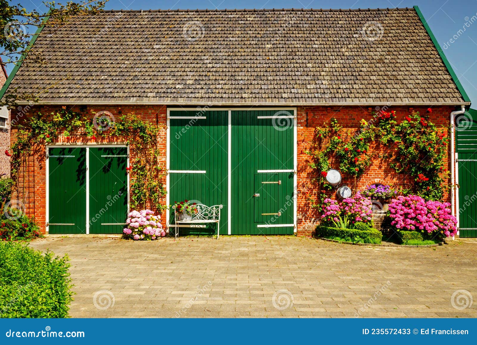 an old refurbished farm barn surrounded by hydrangeas.