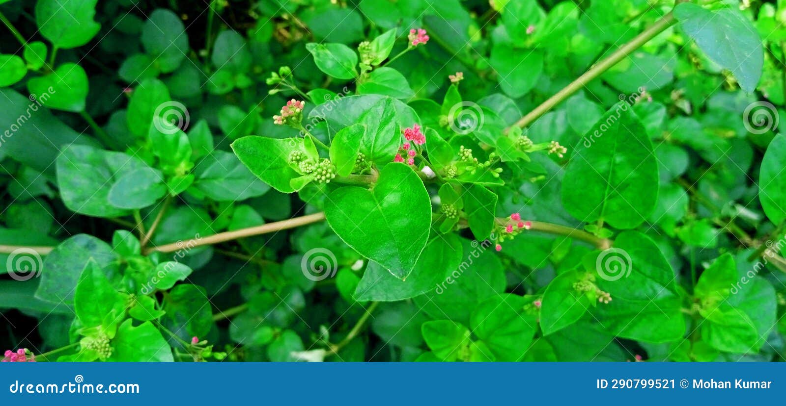 boerhavia diffusa punarnawa gajpurna creeper close up