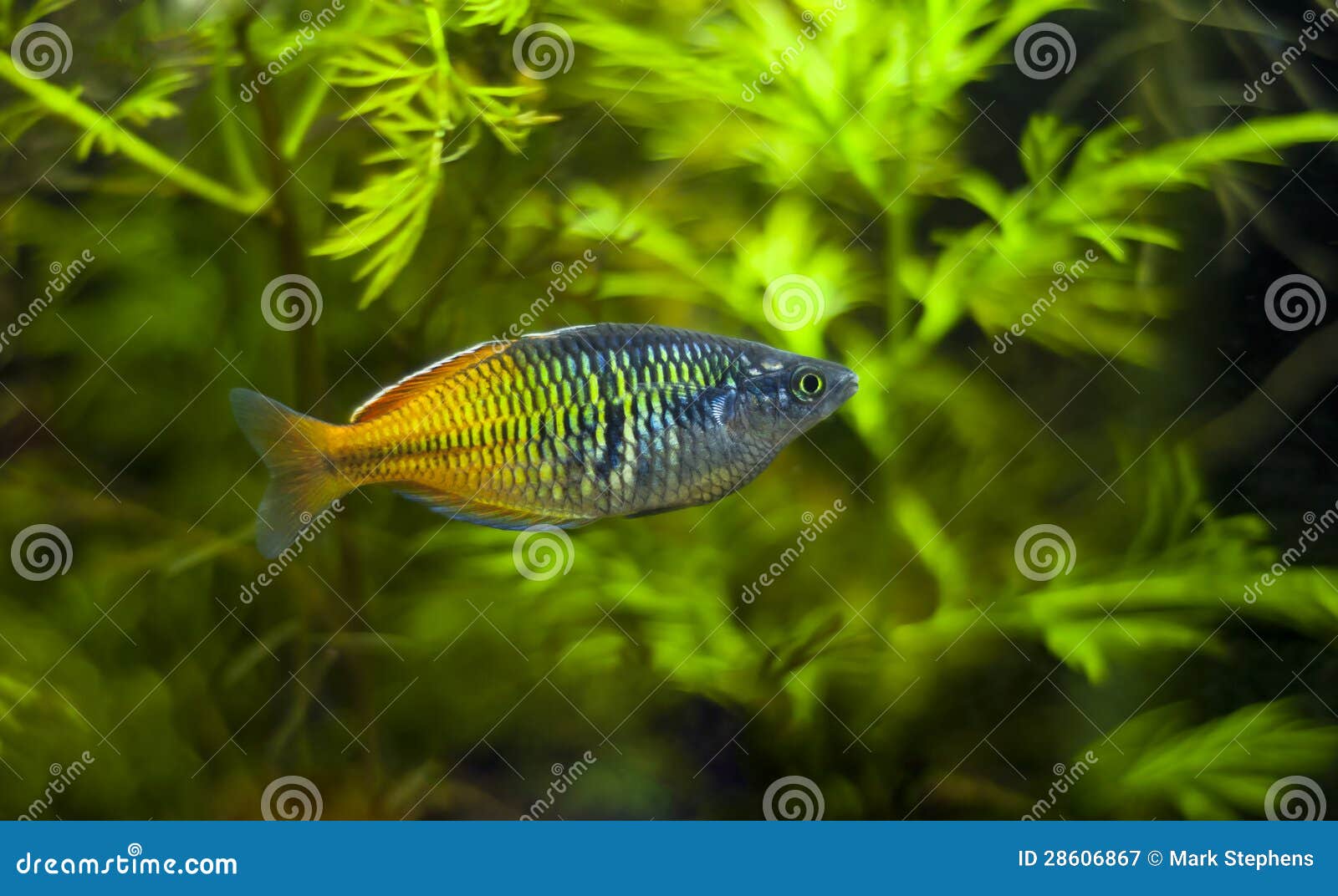 Boesemani Rainbow Fish. Rainbow Fish Female From Genus Melanotaenia In