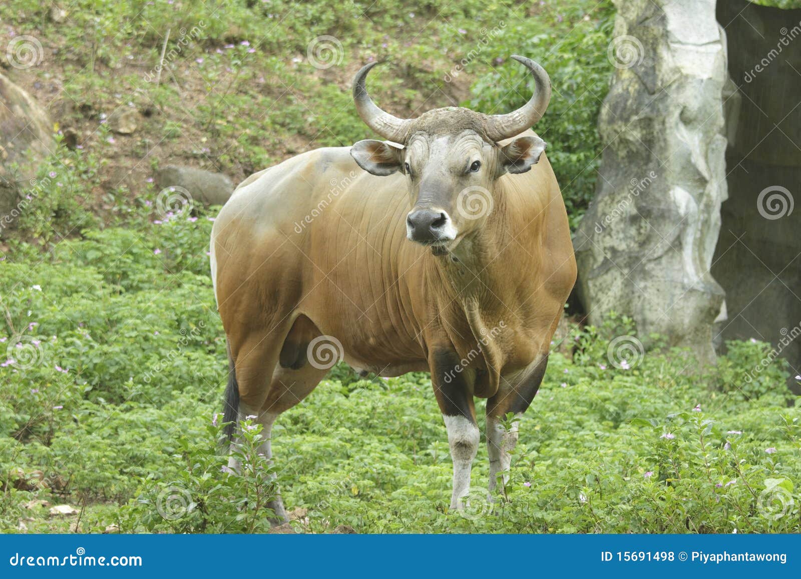 Boeuf Sauvage De Banteng Photo Stock Image Du Boeuf 15691498